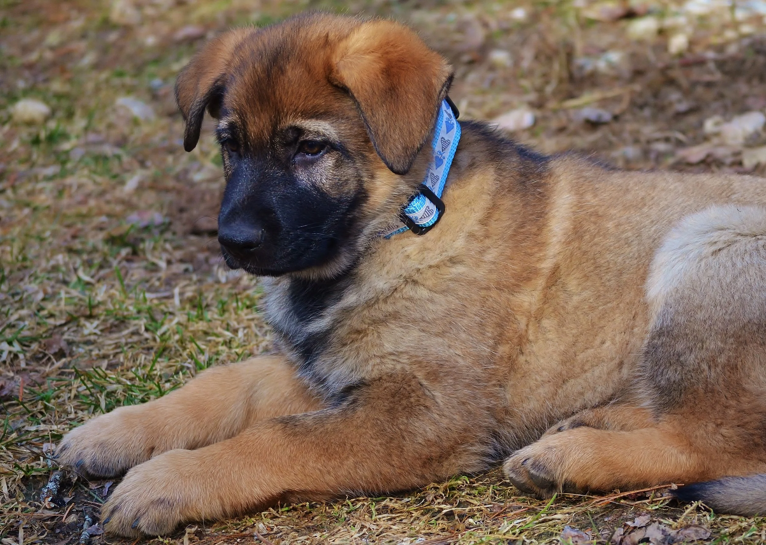 2019-4-13 Blake's Shepard Pups 837.JPG