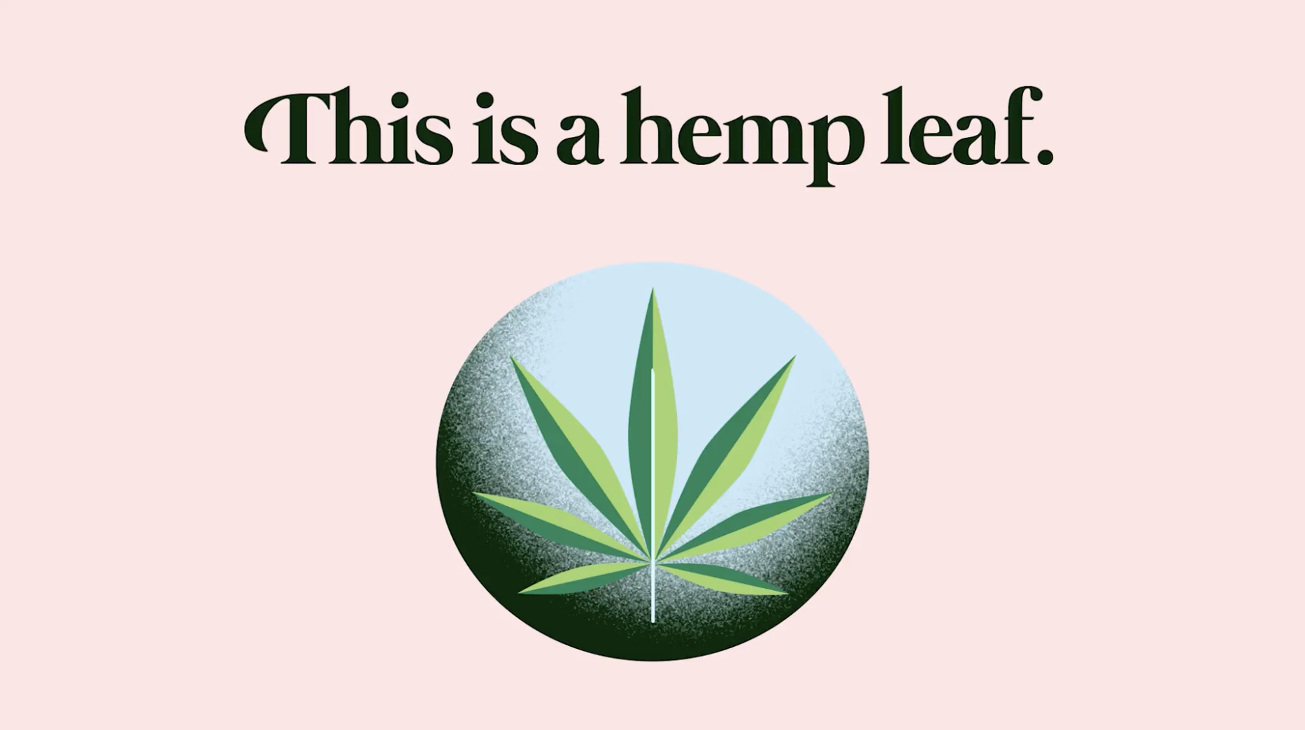 Cannabis Infographic // Motion Design, Illustration