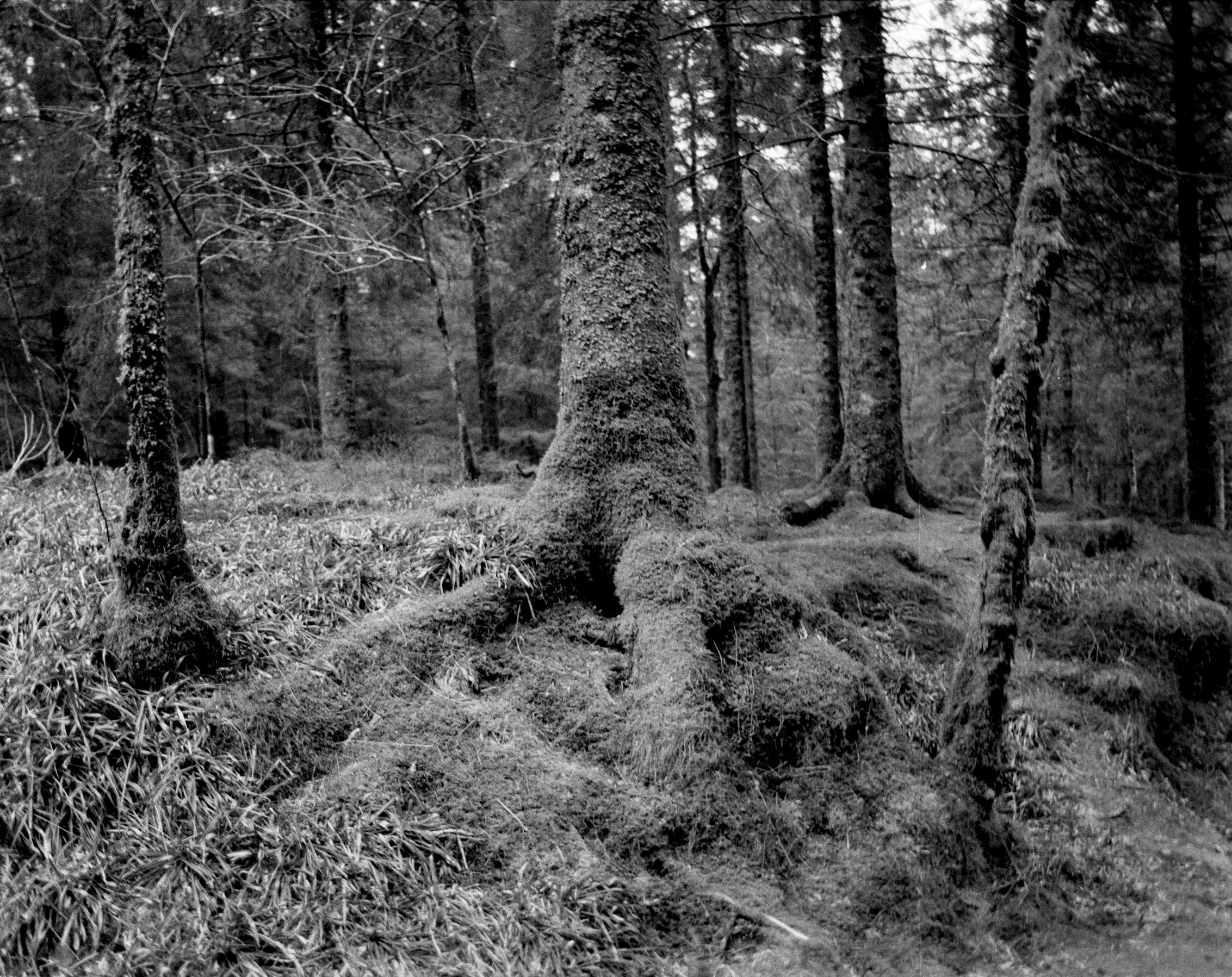 P1140440_48Bit_g2p0001.grayscale.ink-1-mint.png