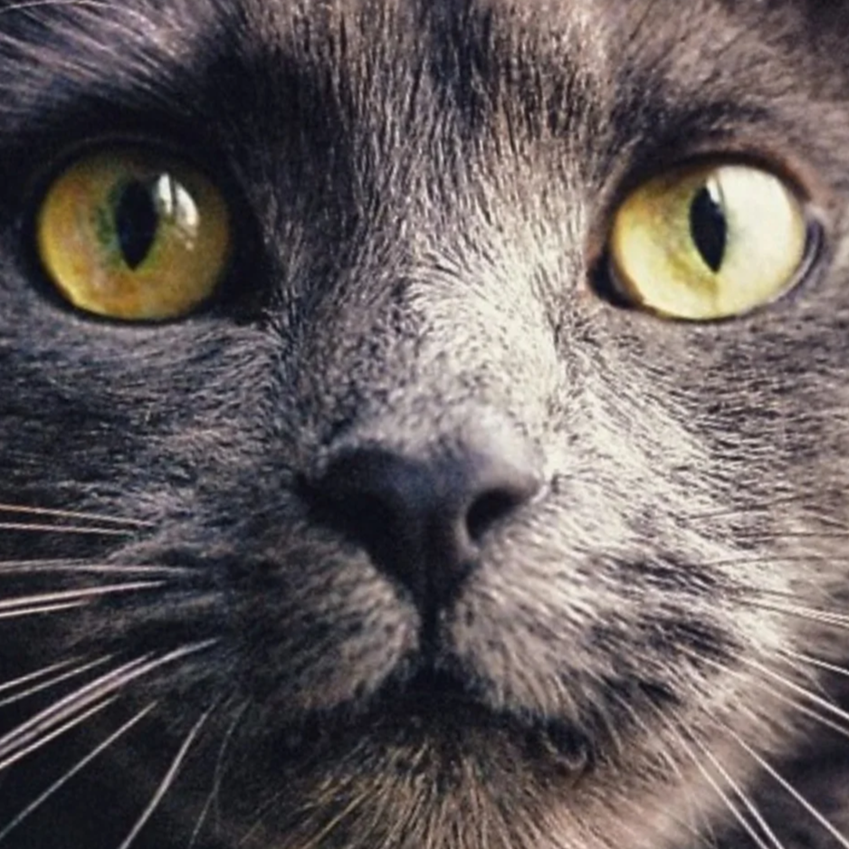 Screen Shot 2019-02-24 at 12.49.22 AM.png