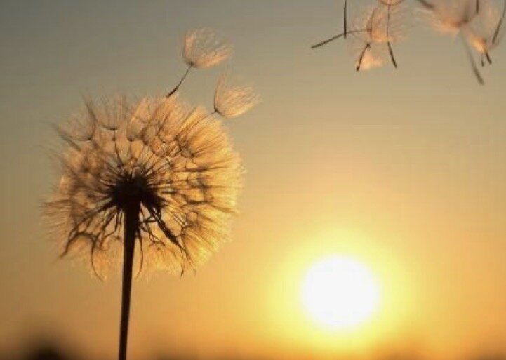Dandelion