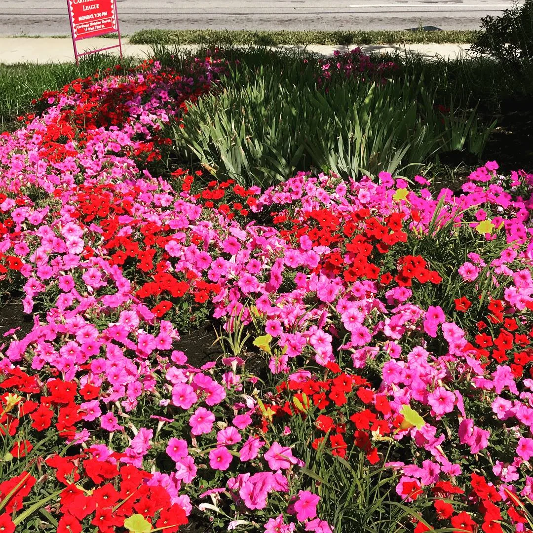 flower bed 2.jpg