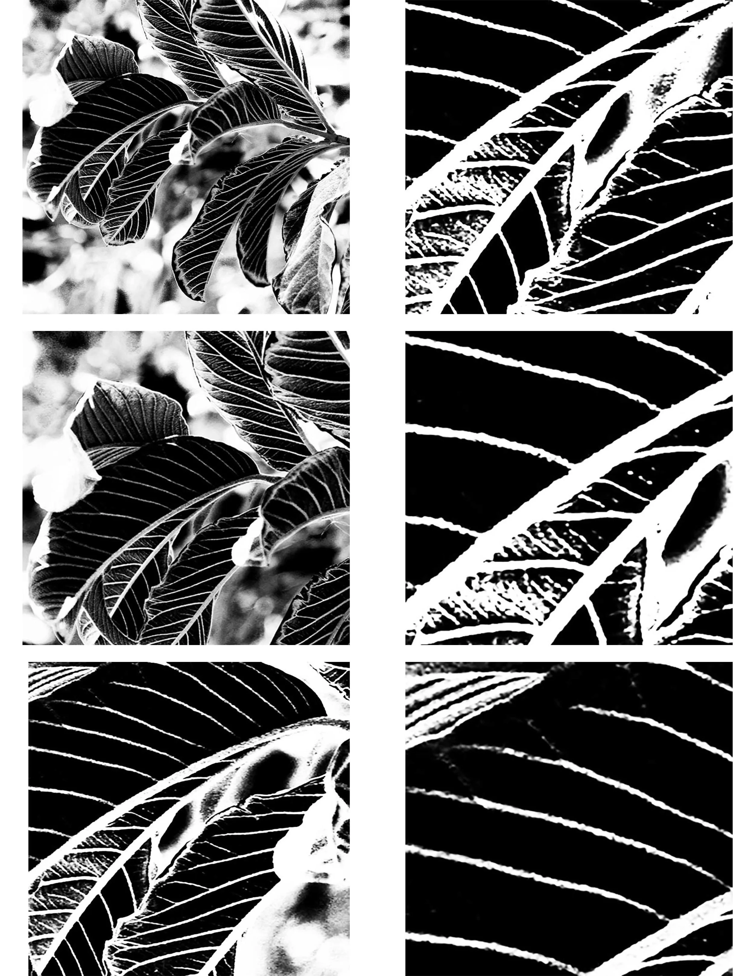 6 photos figure ground guava leaves.jpg