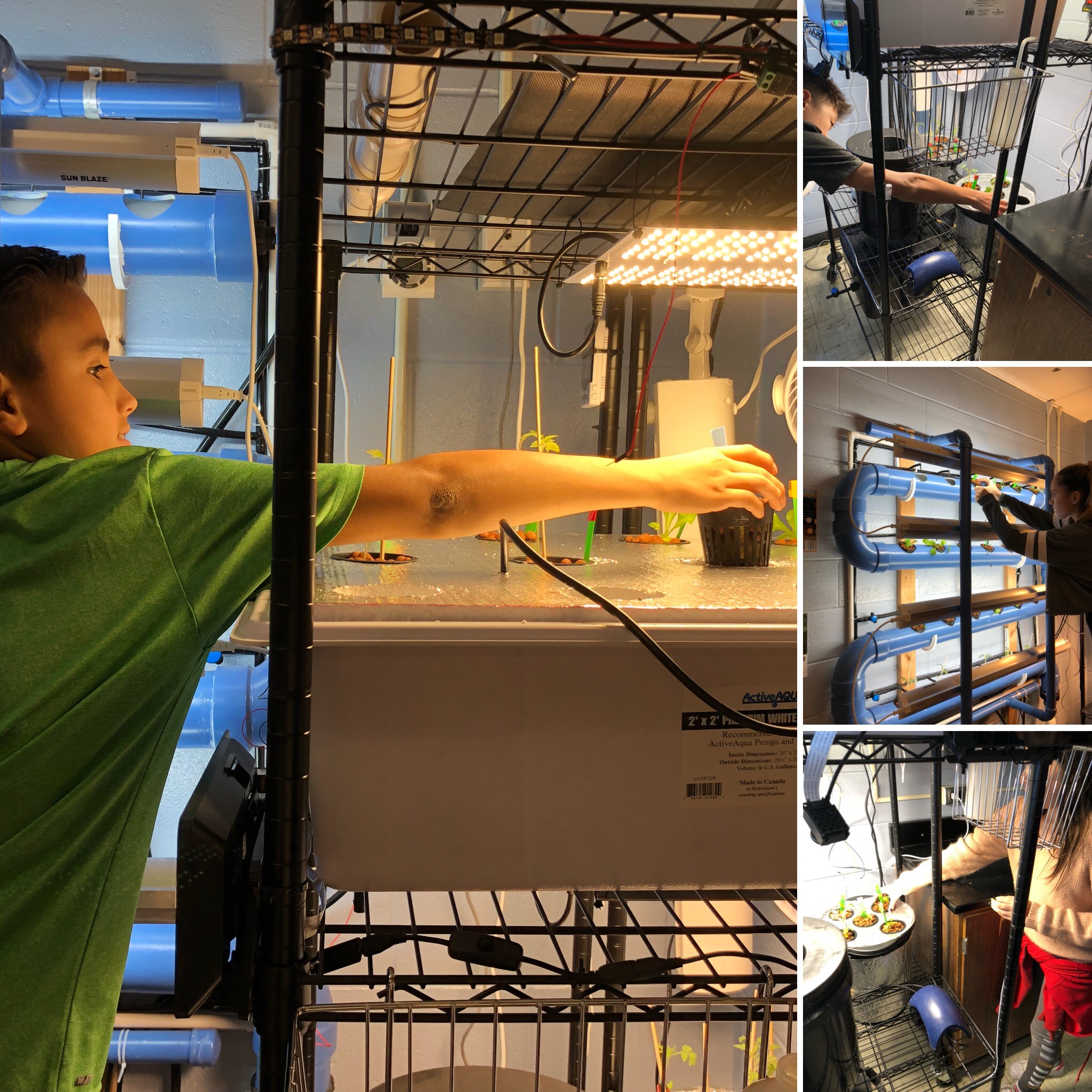 Stocking our Princeton DWC.JPG