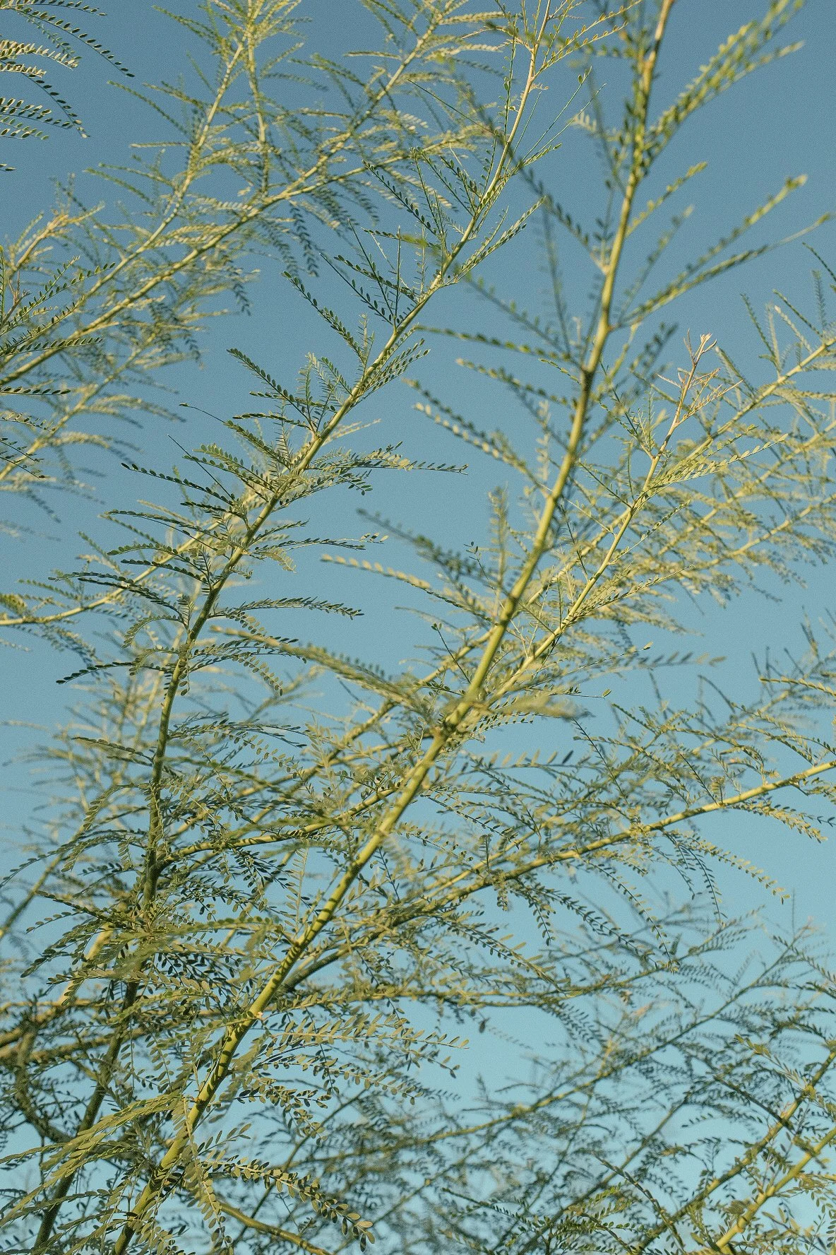 24 hours in Joshua Tree