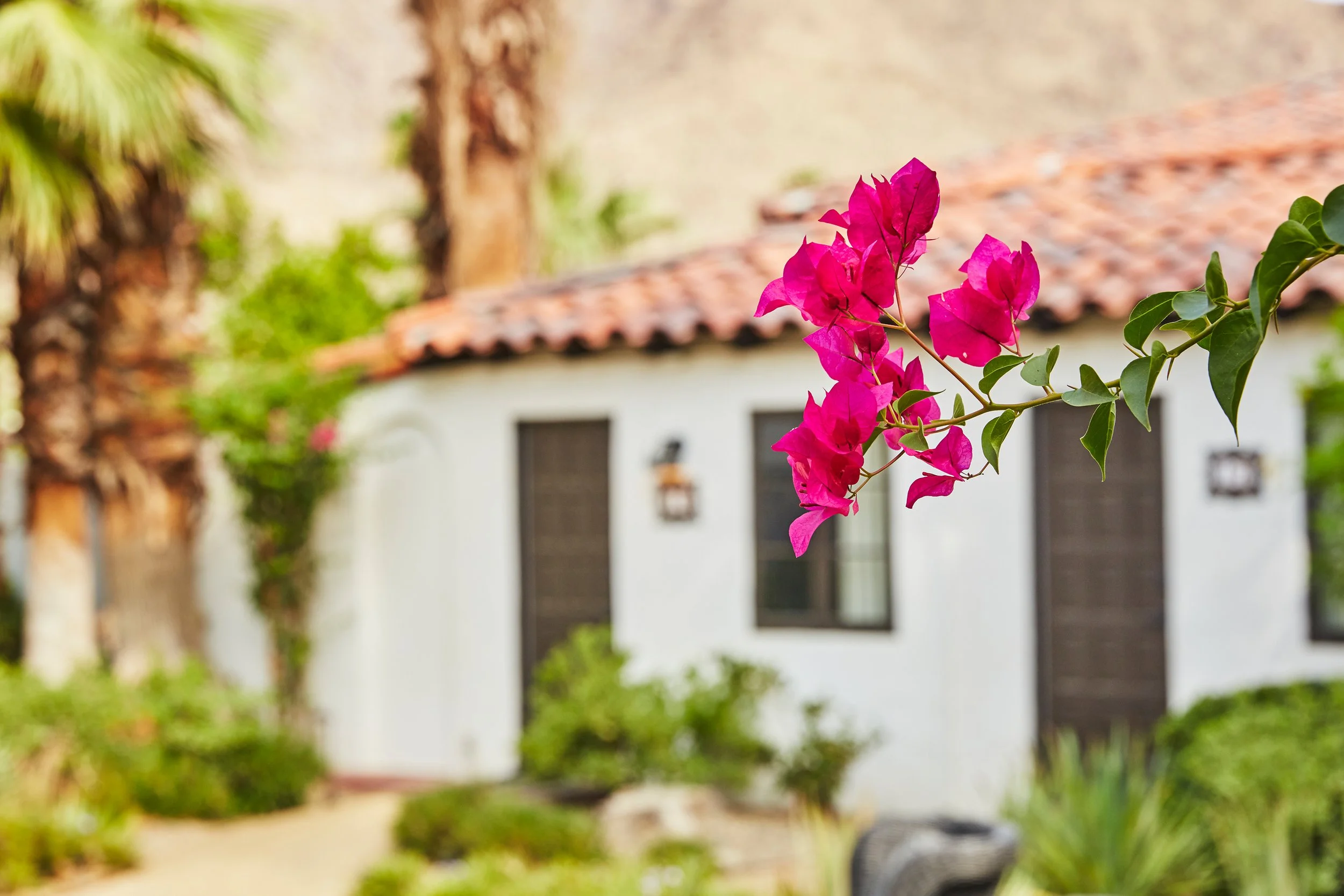 Pink bougainvillea flowers with green leaves in the foreground. Blurred house with a tiled roof, windows, and a lamp post in the background.