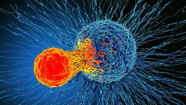 Immune discovery 'may treat all cancer'
