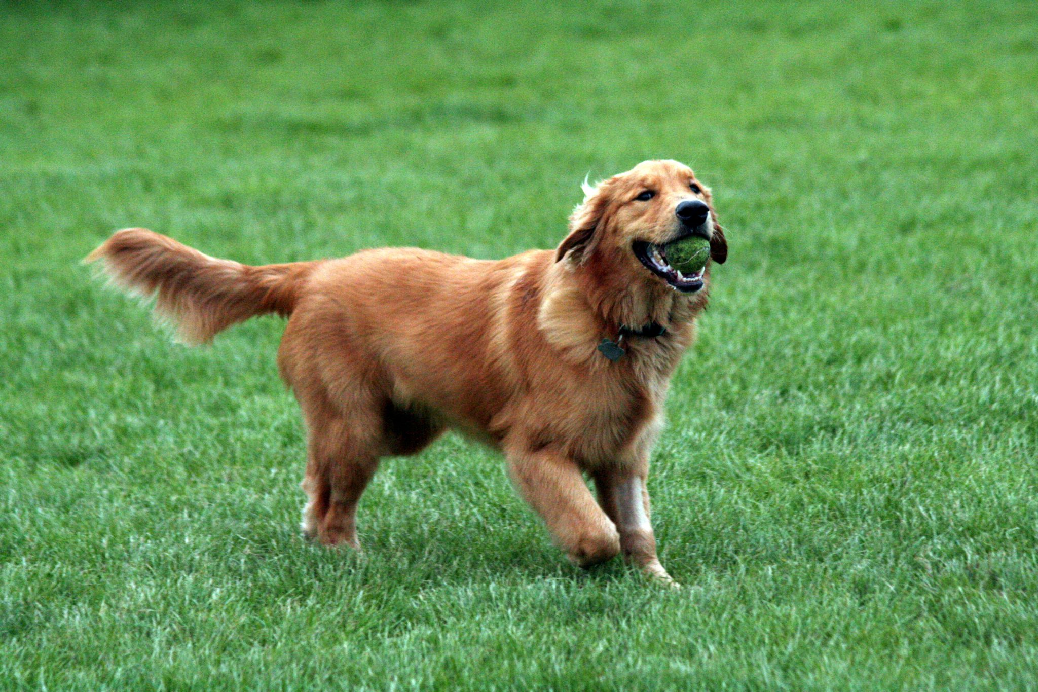 golden_retriever_with_tennis_ball.jpg