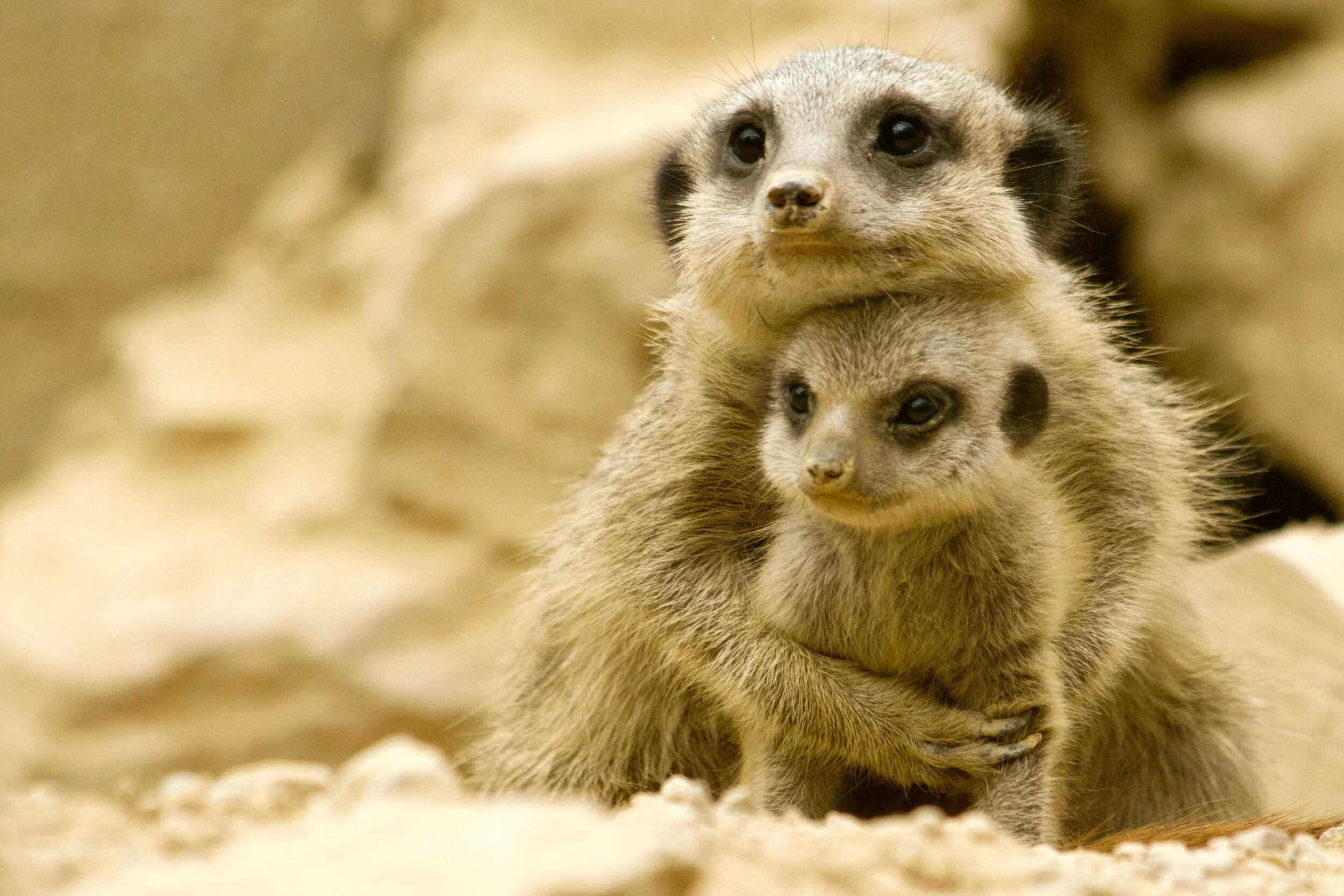 Can we meet this moment with tenderness?