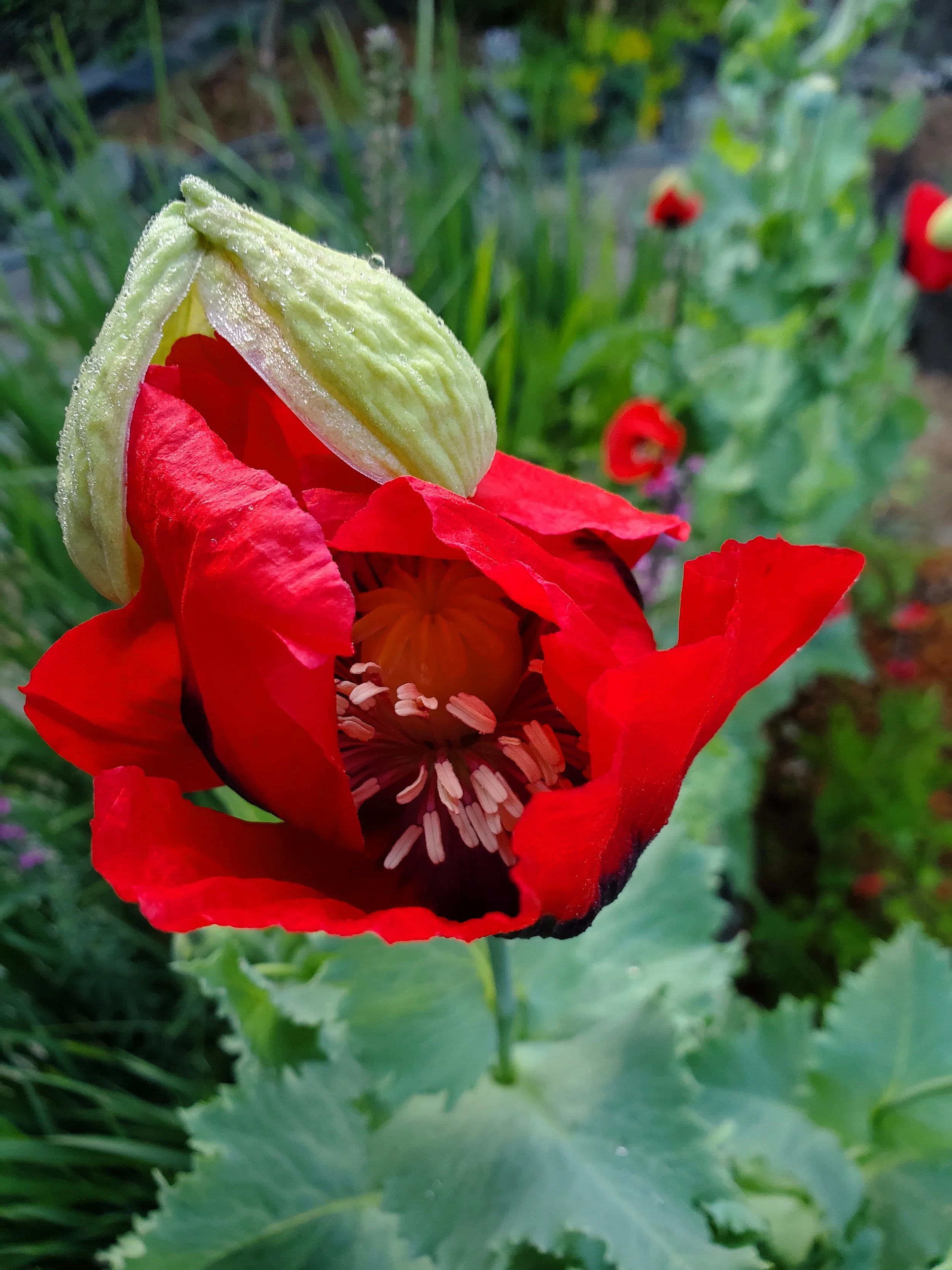 poppy.jpg