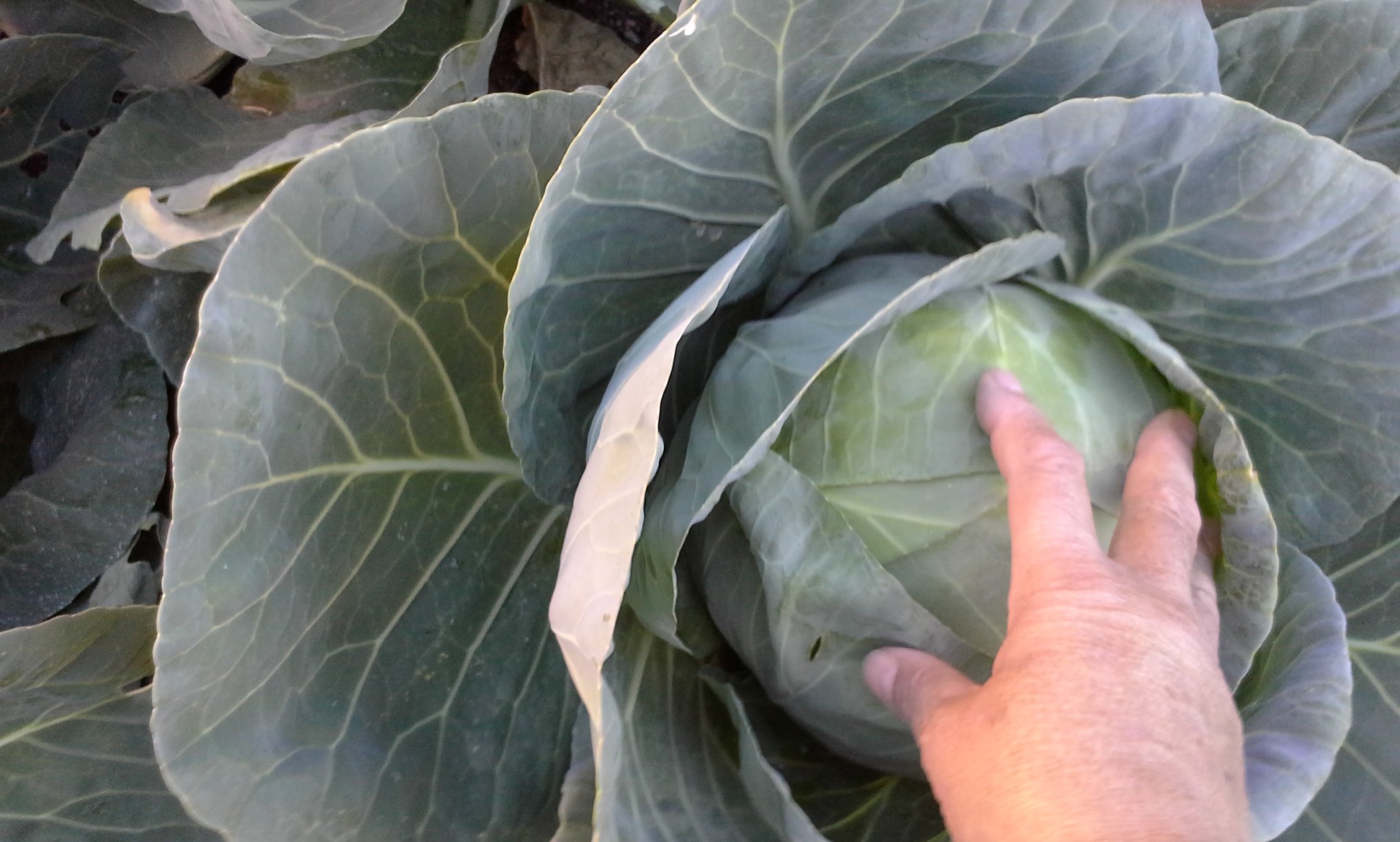 Cabbage 2.jpg