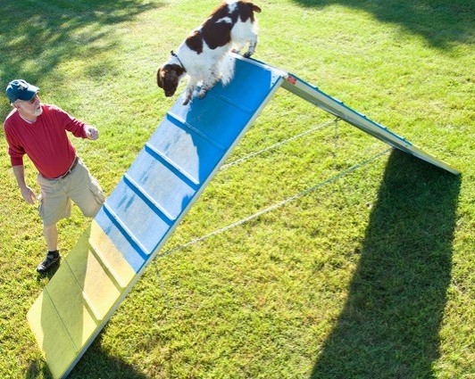 dog_agility_a-frame+-+Edited.jpg