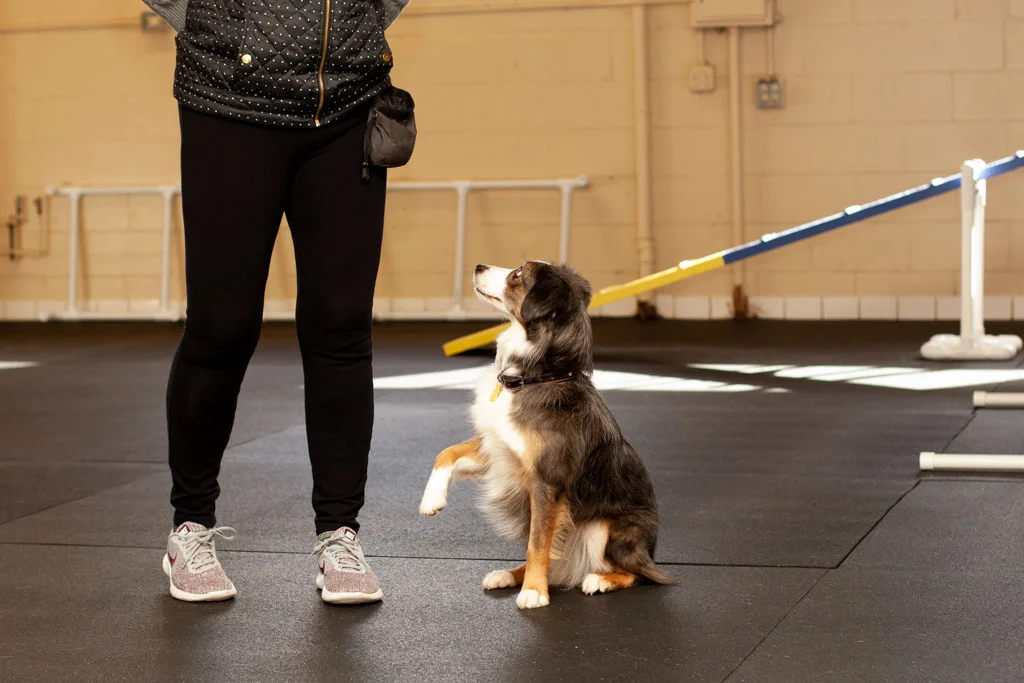 All-About-Dogs-Training-Grass-Valley-1.jpg