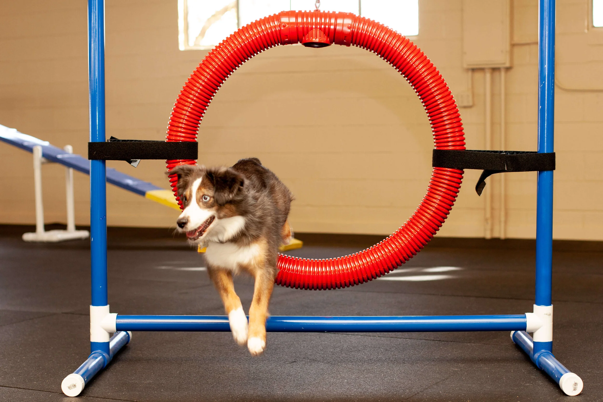agility gym for dogs