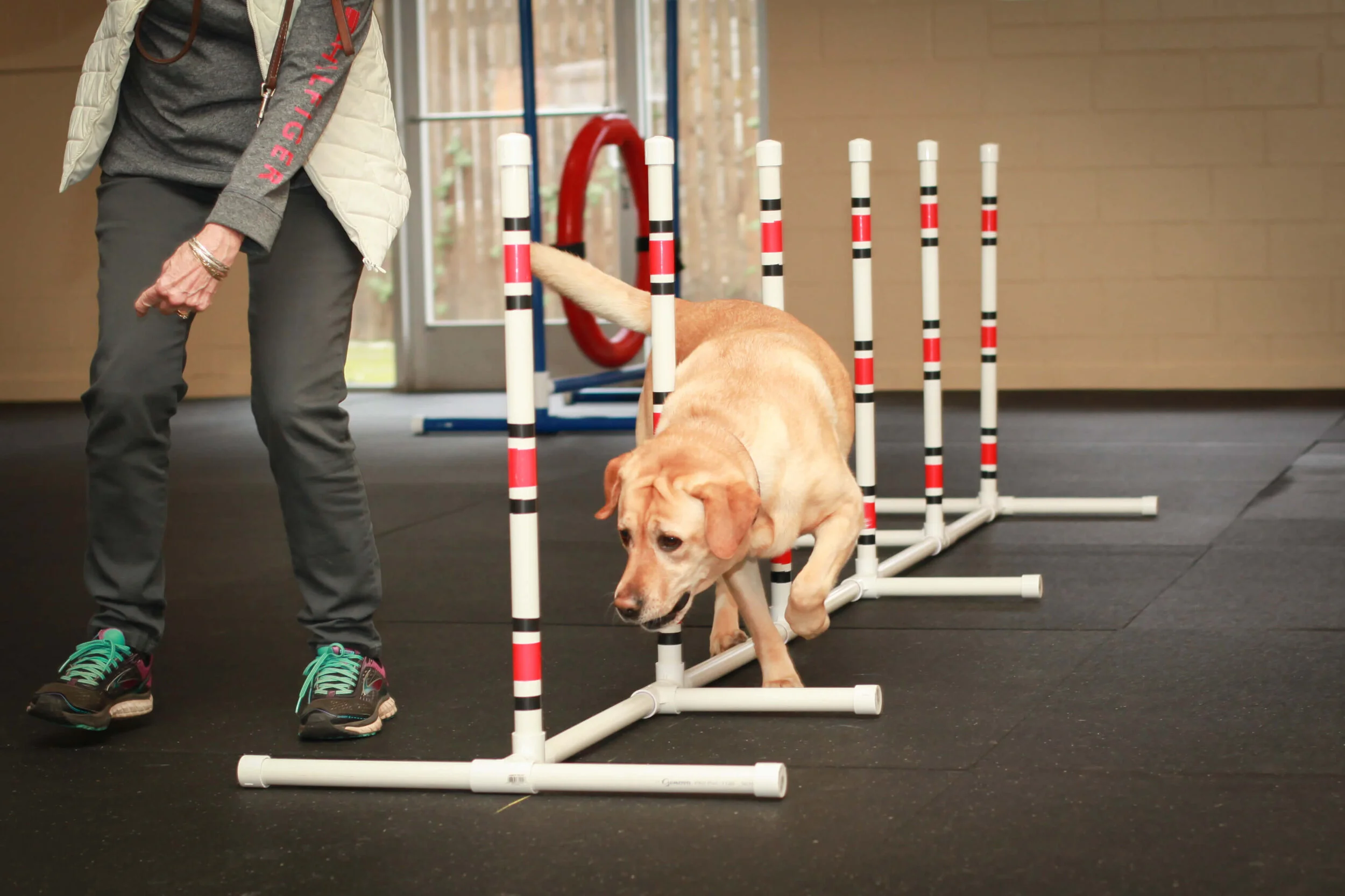 agility gym for dogs