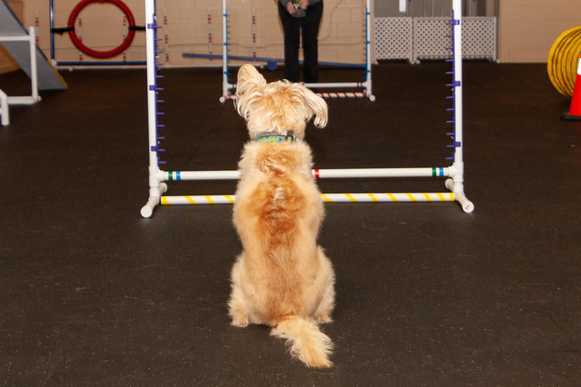 agility gym for dogs