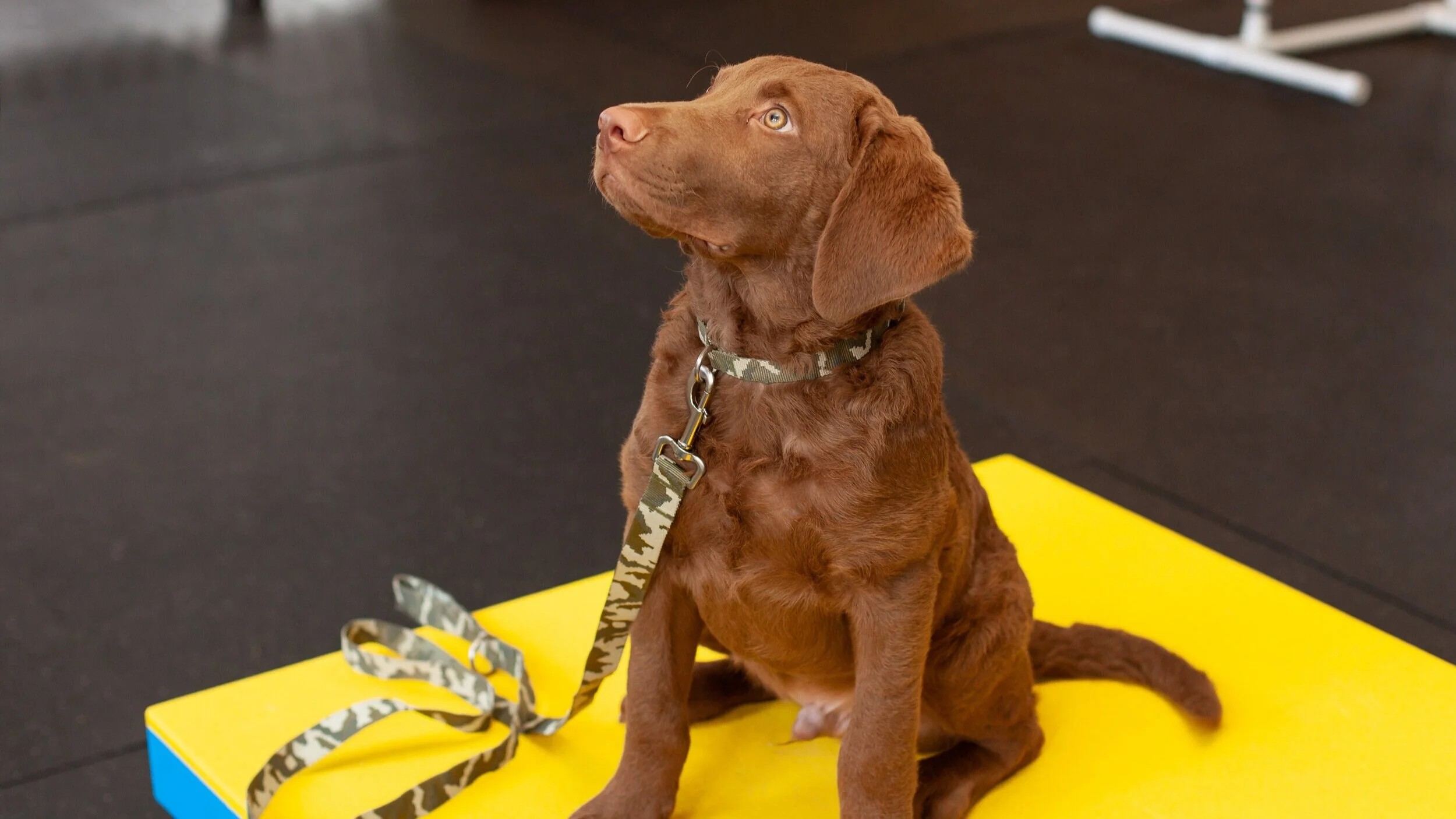 All About Dogs Boarding and Training