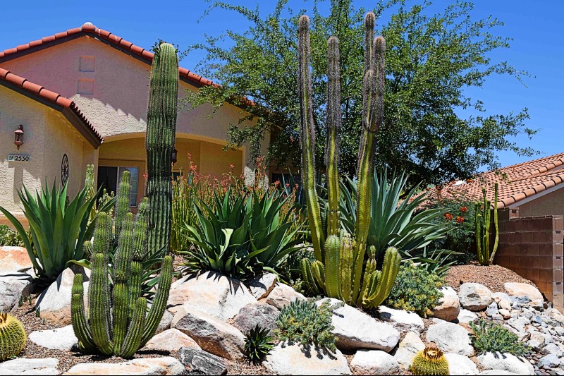 Arizona Landscape Maintenance Solved, Landscaping Companies Tucson
