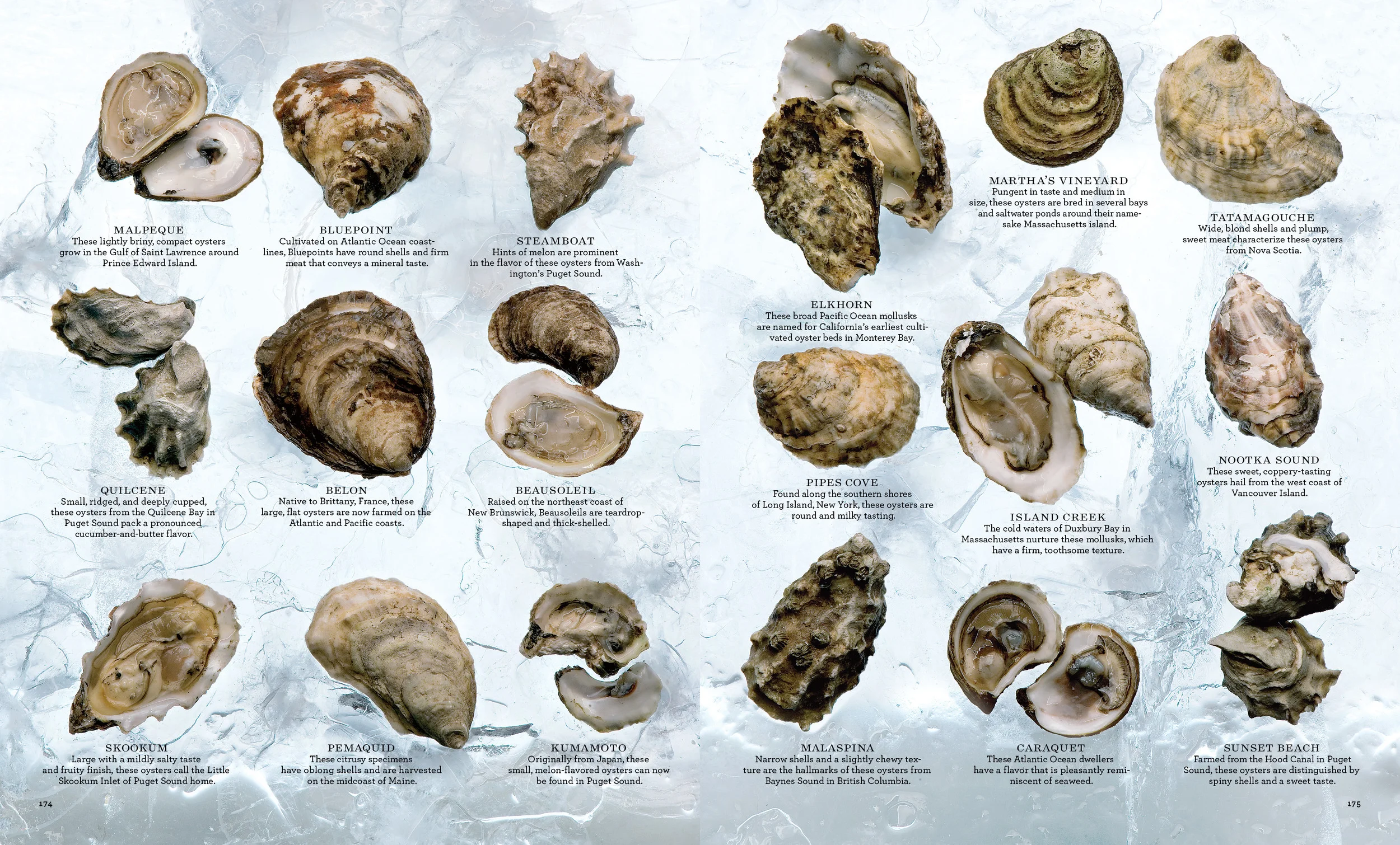 Oysters_L1206WELAFR_5356;313+copy.jpg