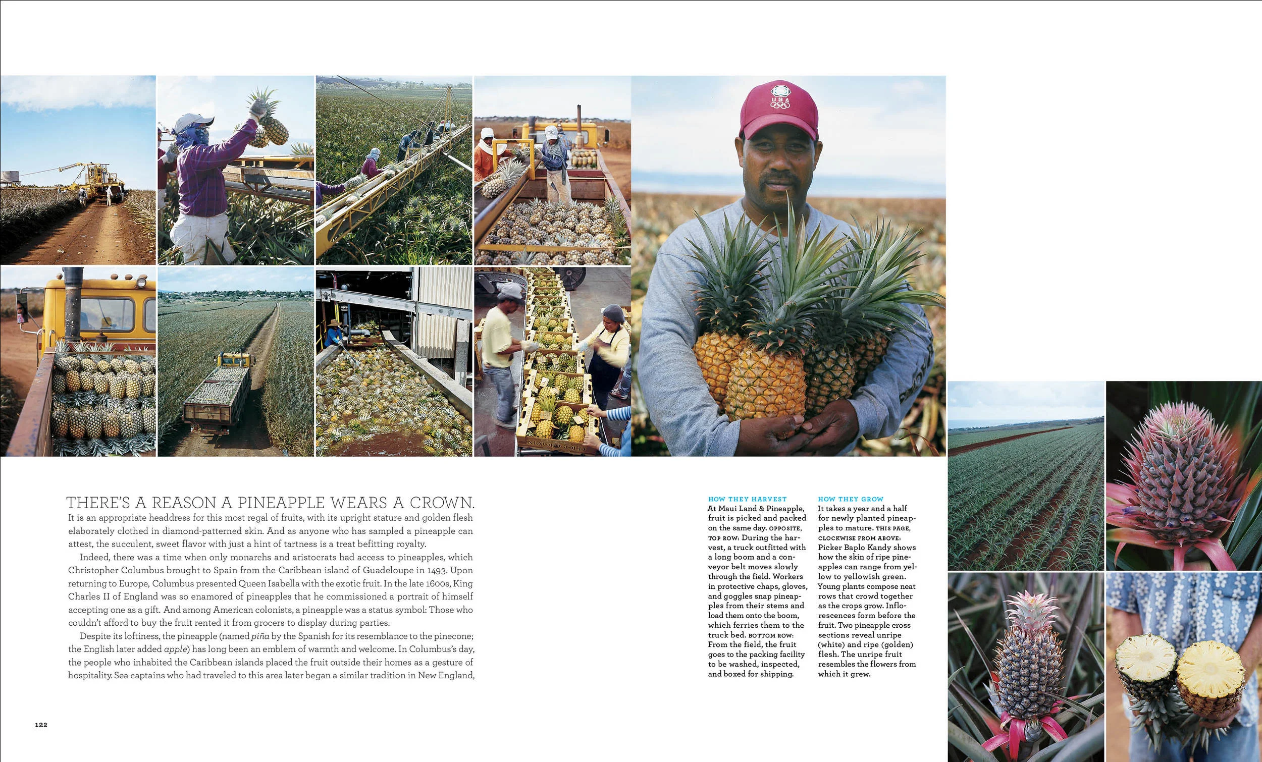 Pineapple2+copy.jpg