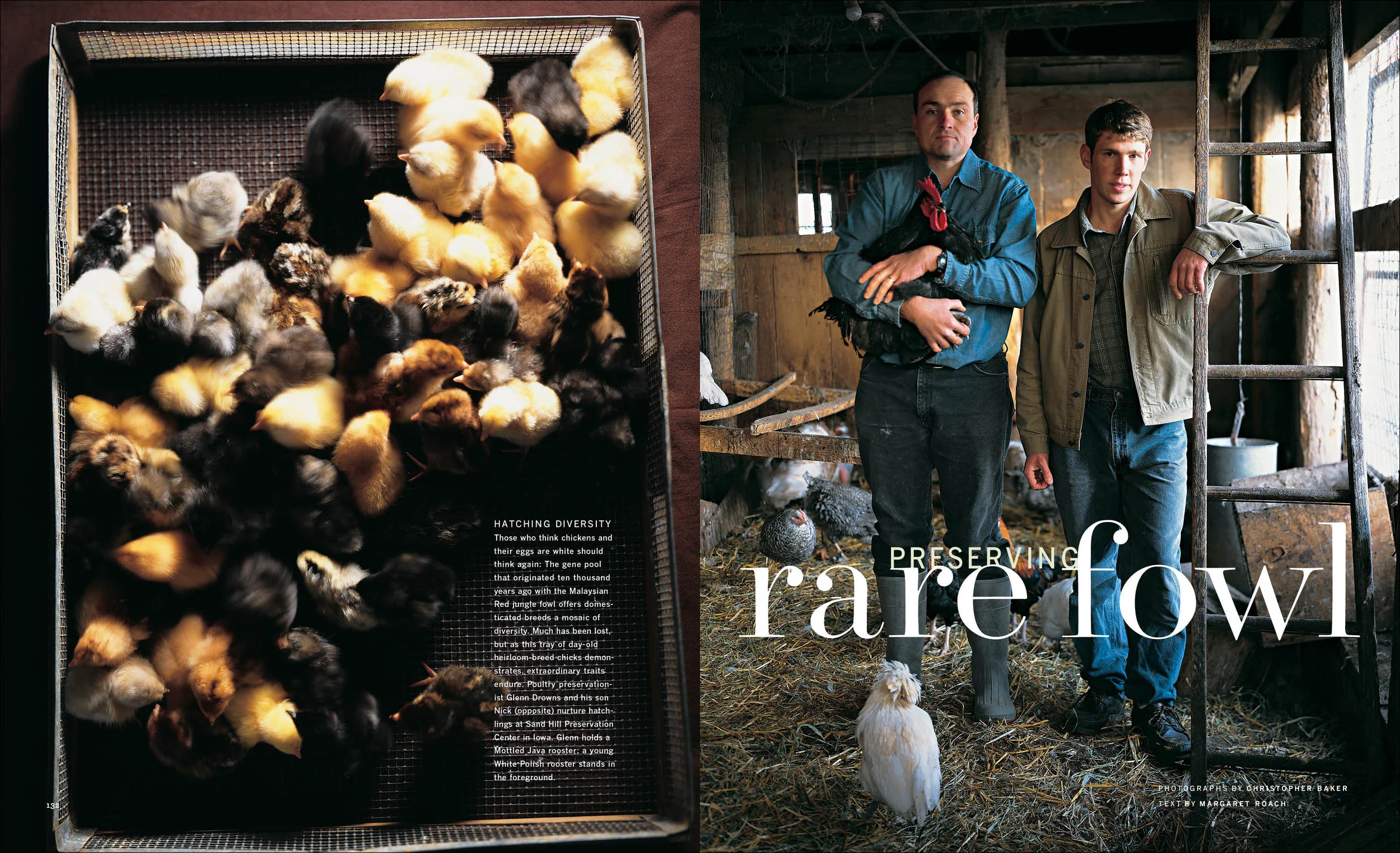 2004_04_RareFowl+copy.jpg
