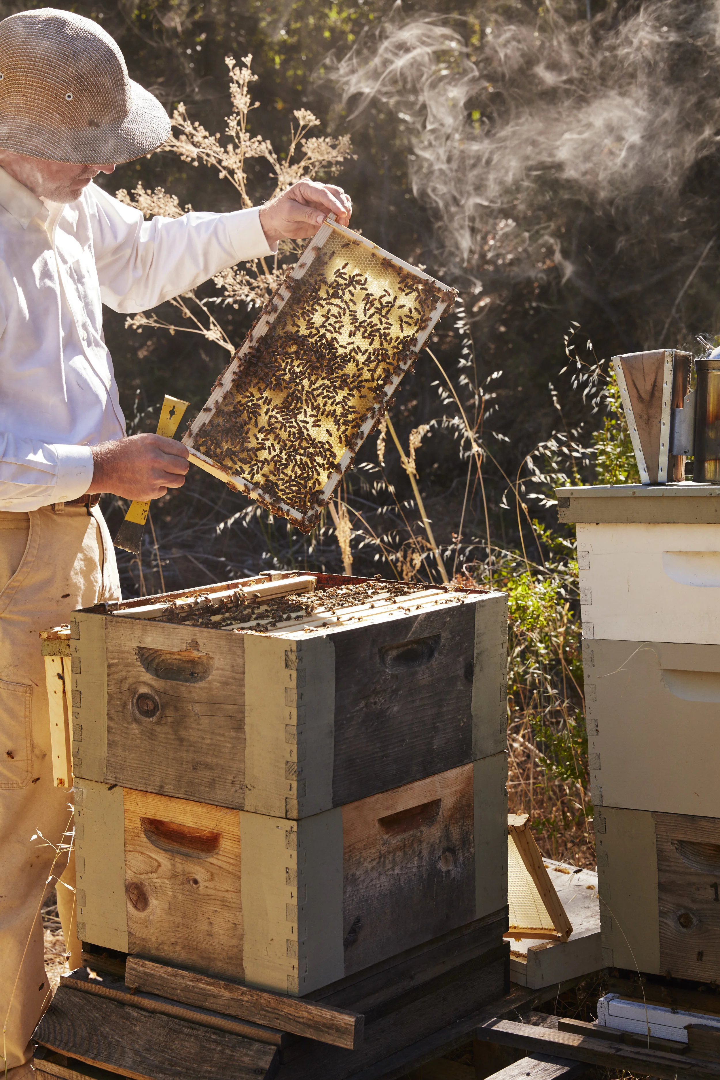Bees_0243.jpg