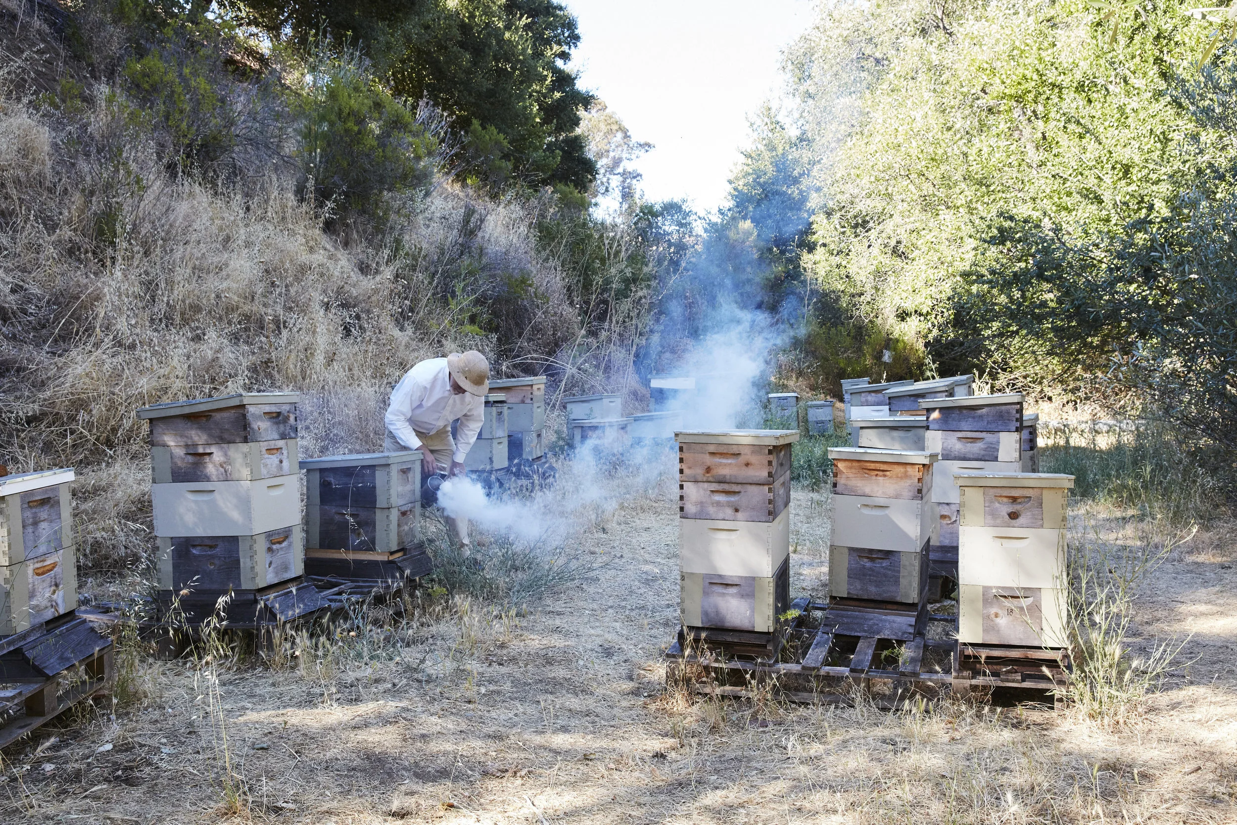 Bees_0398.jpg