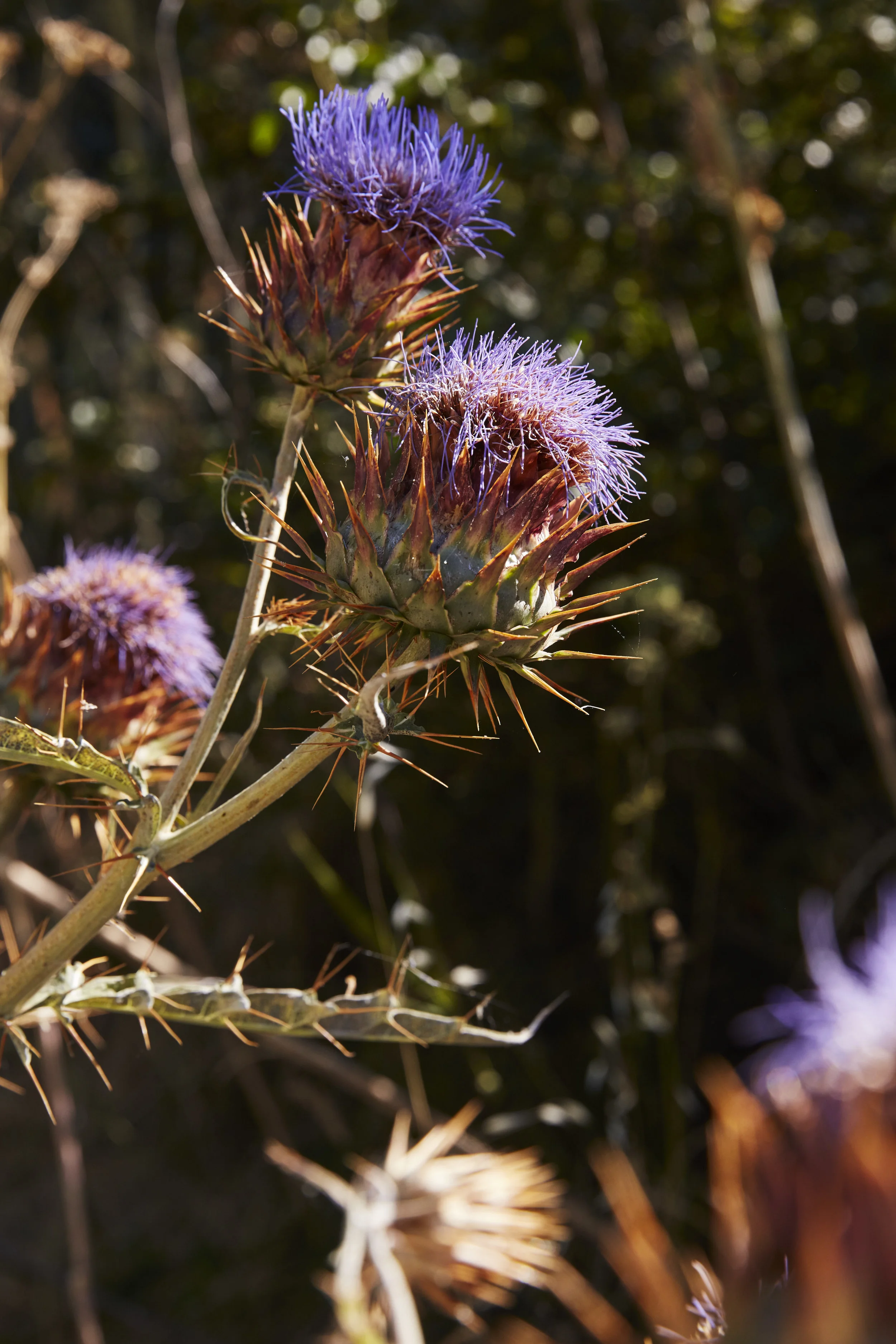 Bees_0442.jpg