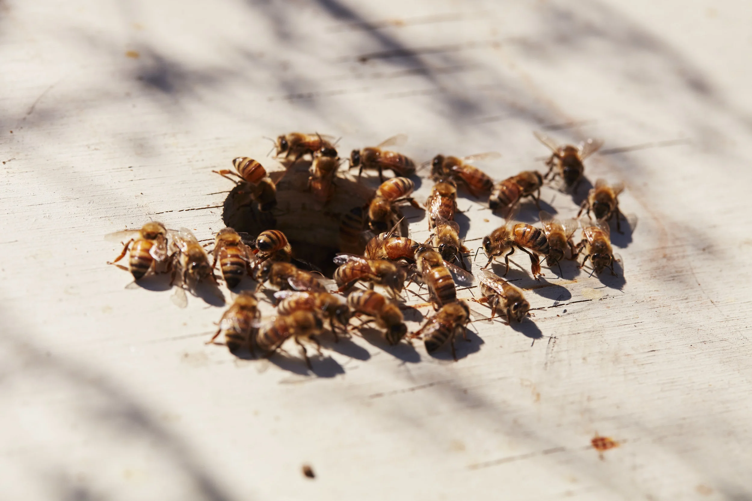 Bees_0191.jpg