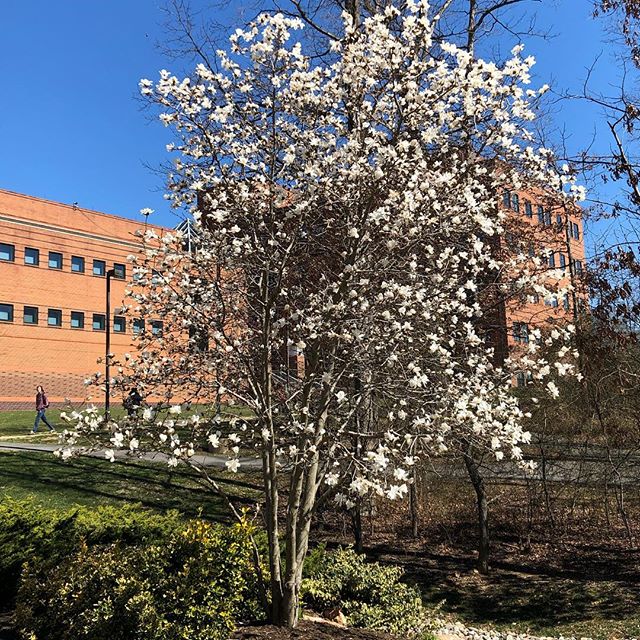 Signs of spring around campus. I can only imagine how pretty is it when everything is in full bloom!