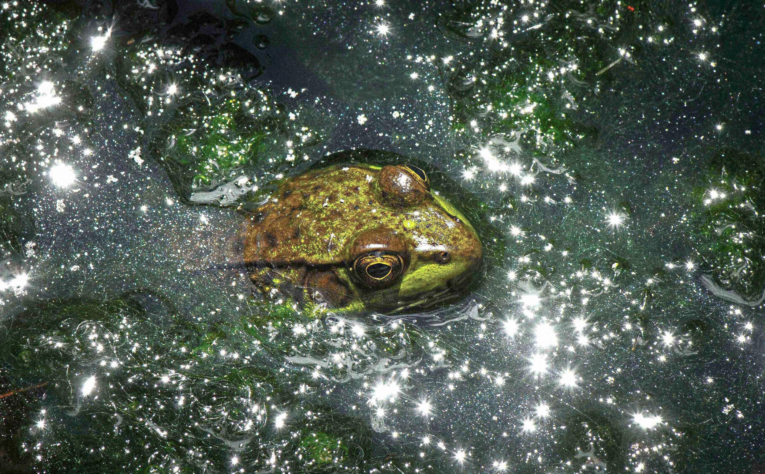 Cosmic Frog.jpg