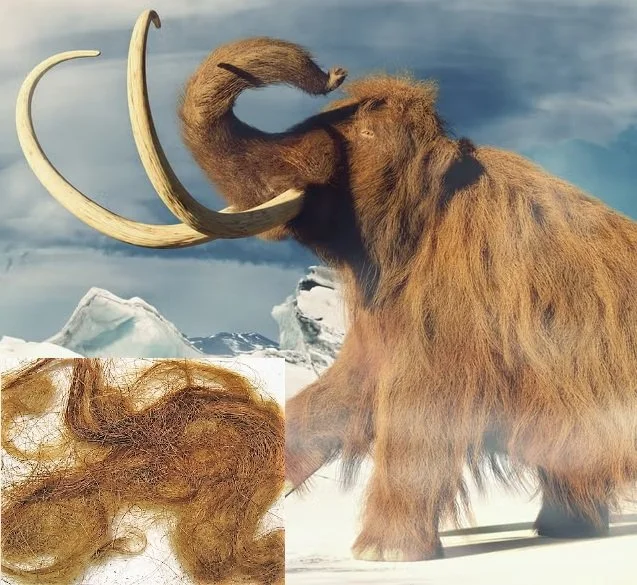 Wooly Mammoth Hair (14,000 BCE)