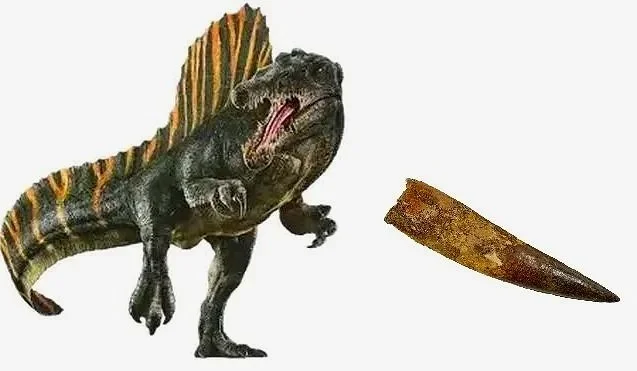 Spinsosaurus Tooth (66 Million BCE)