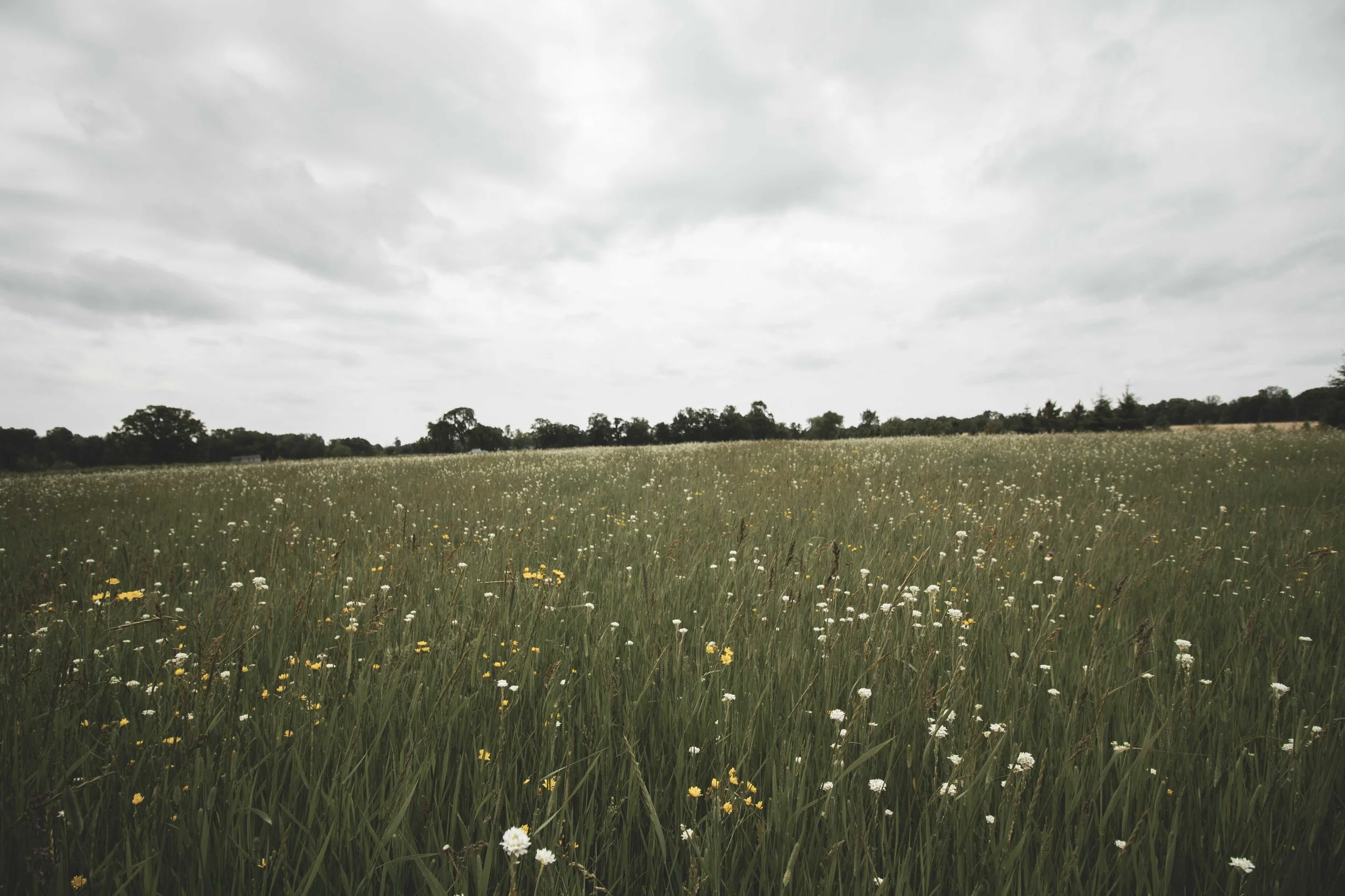 Wildflower field at Adler Ranch wedding venue in Alexandria, Minnesota used for private wedding photos among blooming seasonal flowers