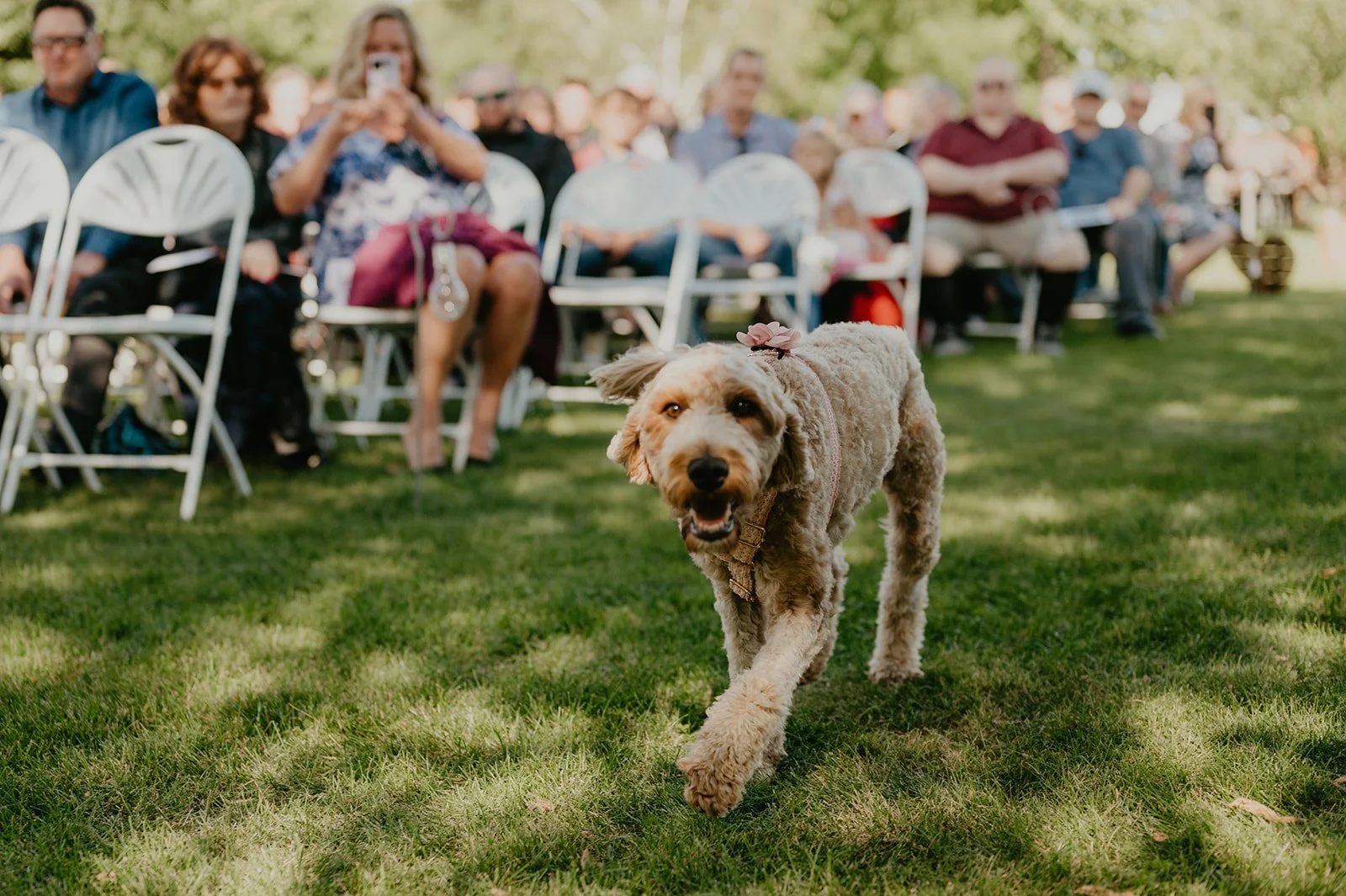Dog at wedding
