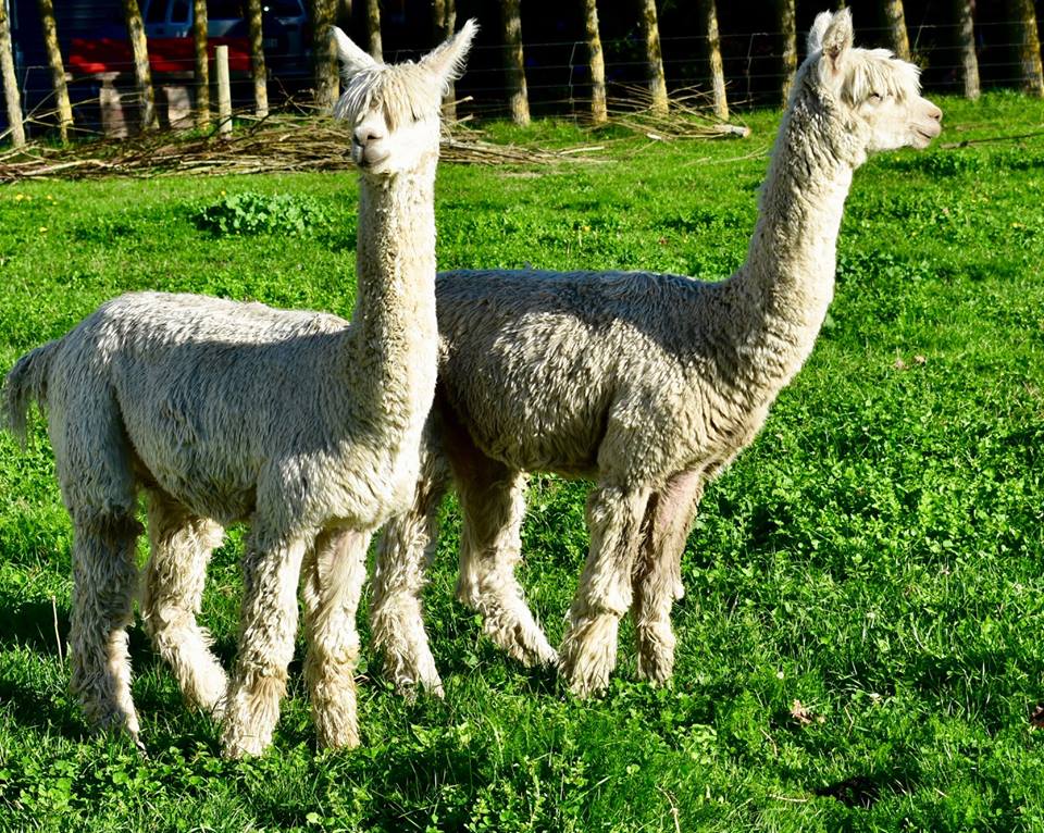 alpacas 1.jpg