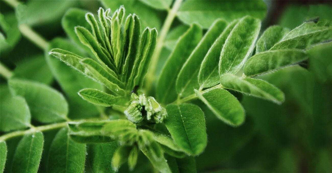Astragalus used in Chinese medicine is one of the primary sources of CAG.