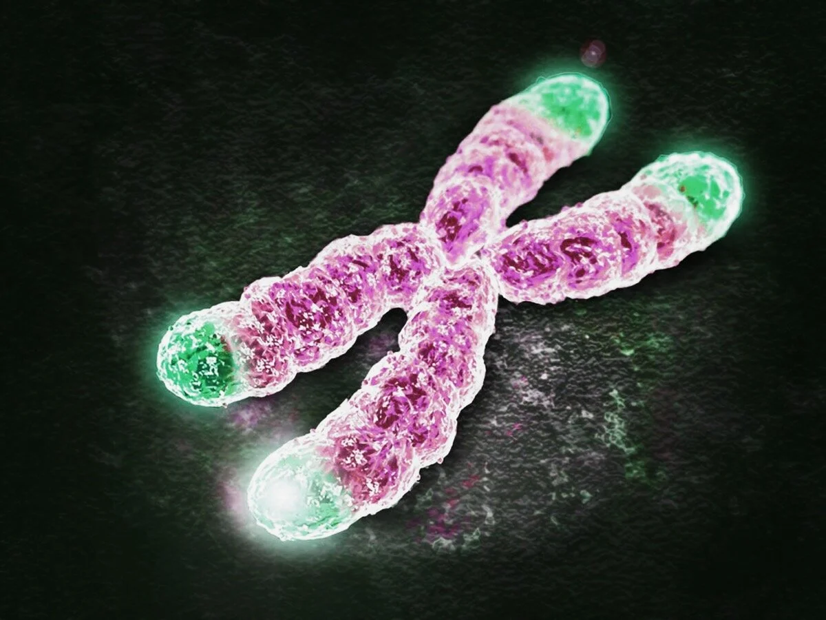 Telomeres are the “protective caps” on the end of DNA