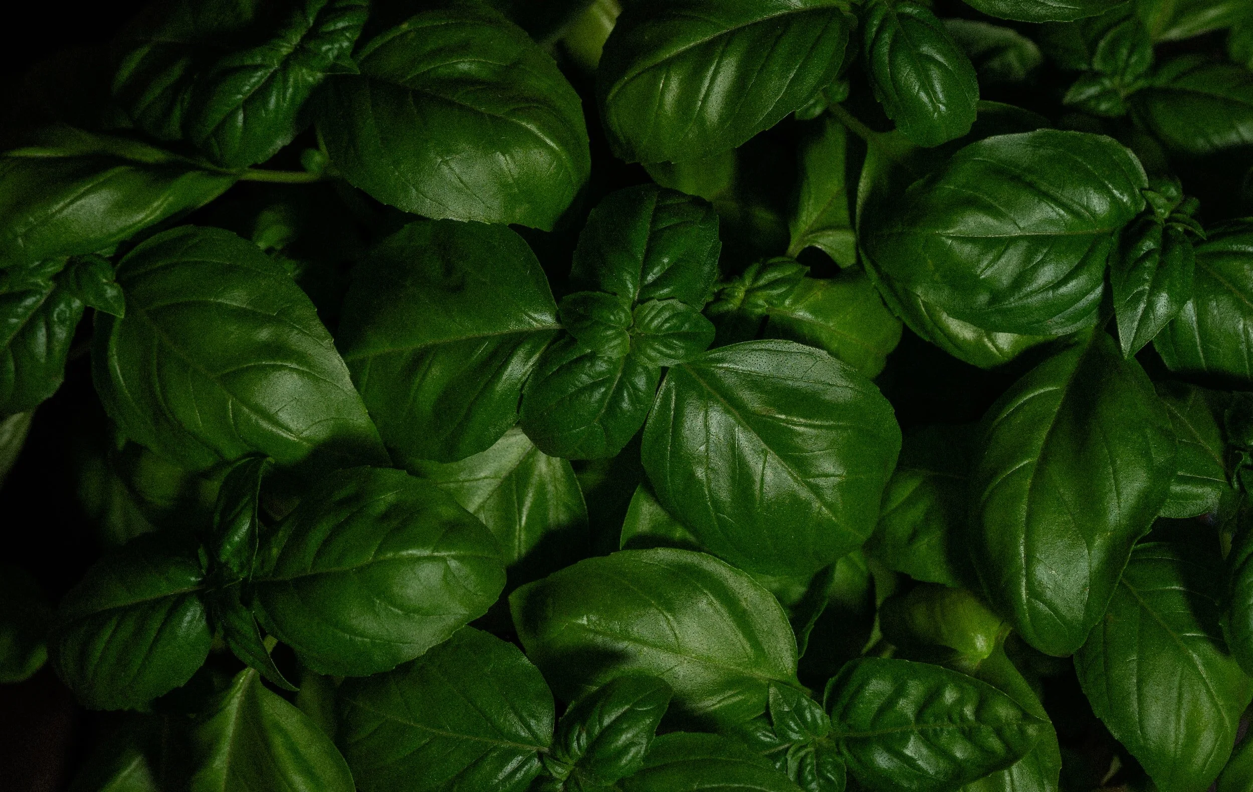 Adaptogenic Herbs: Natural Remedies for Stress Resilience and Homeostasis