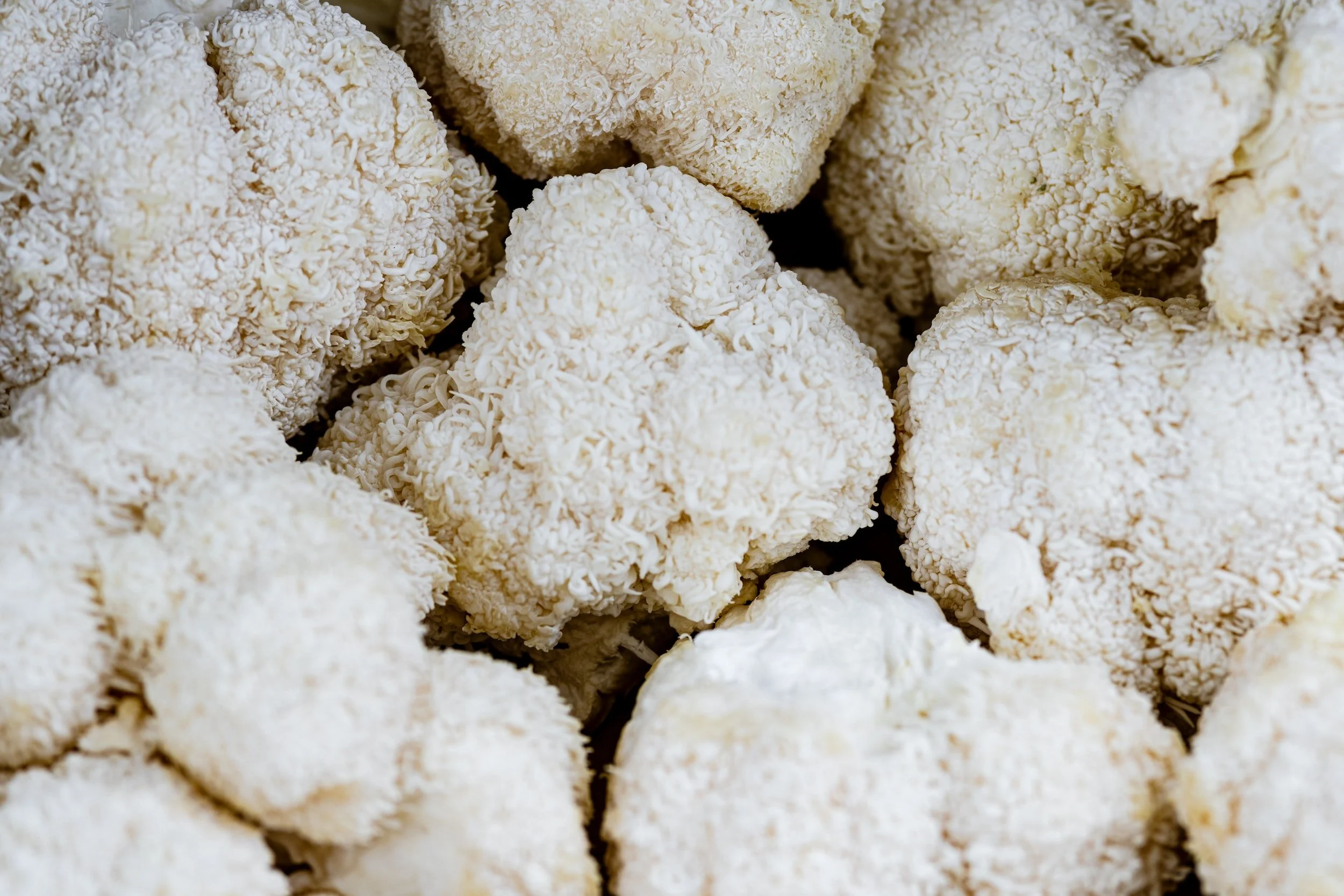 The Benefits of Lion's Mane Mushrooms