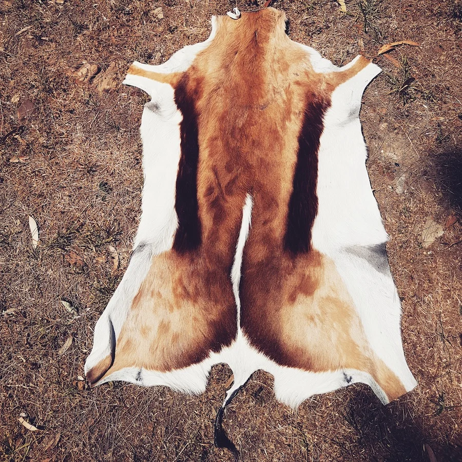 This springbok became a rug in my study.