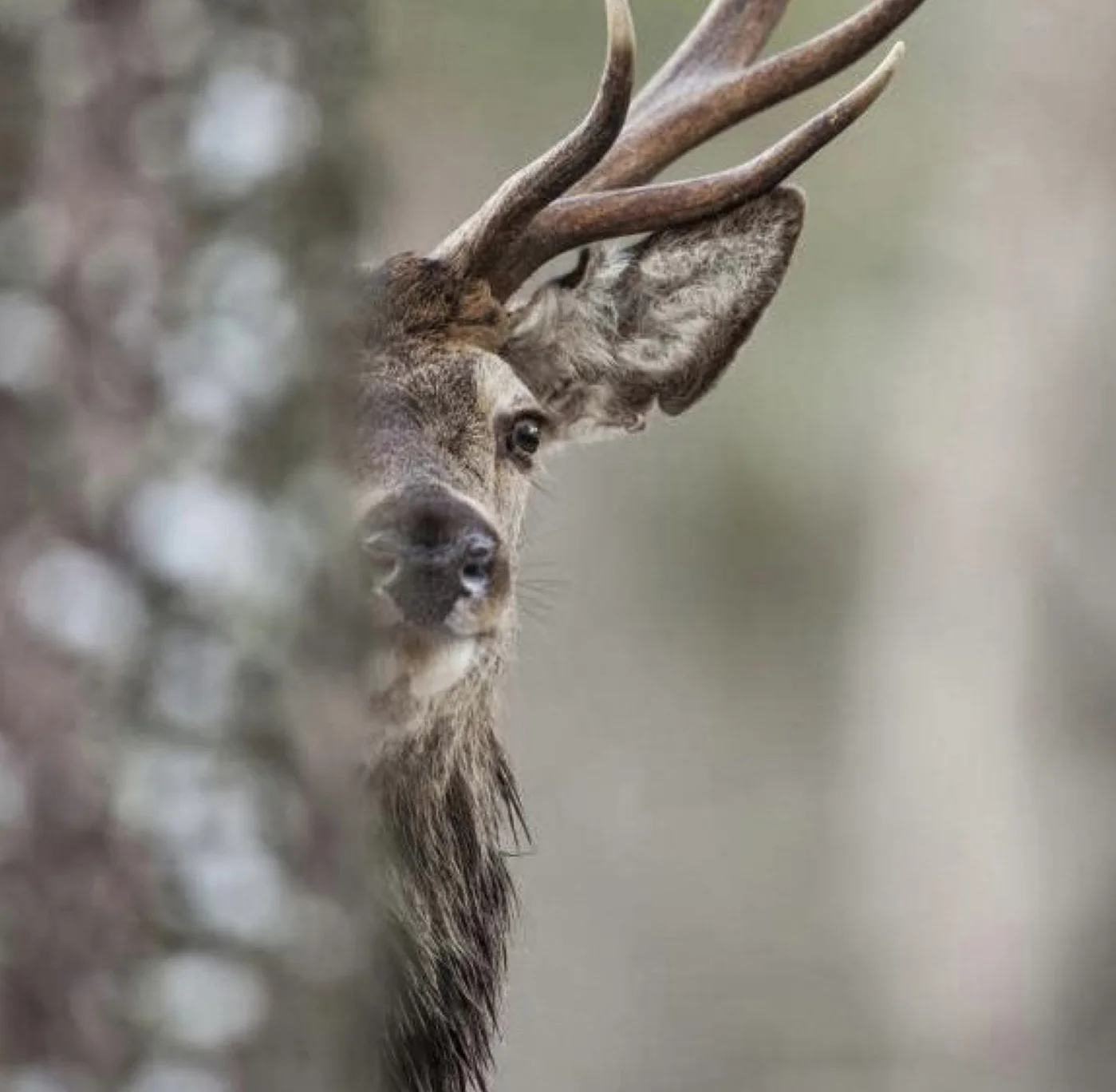 RSPB%2BLegacy%2BPress%2BAd.jpg