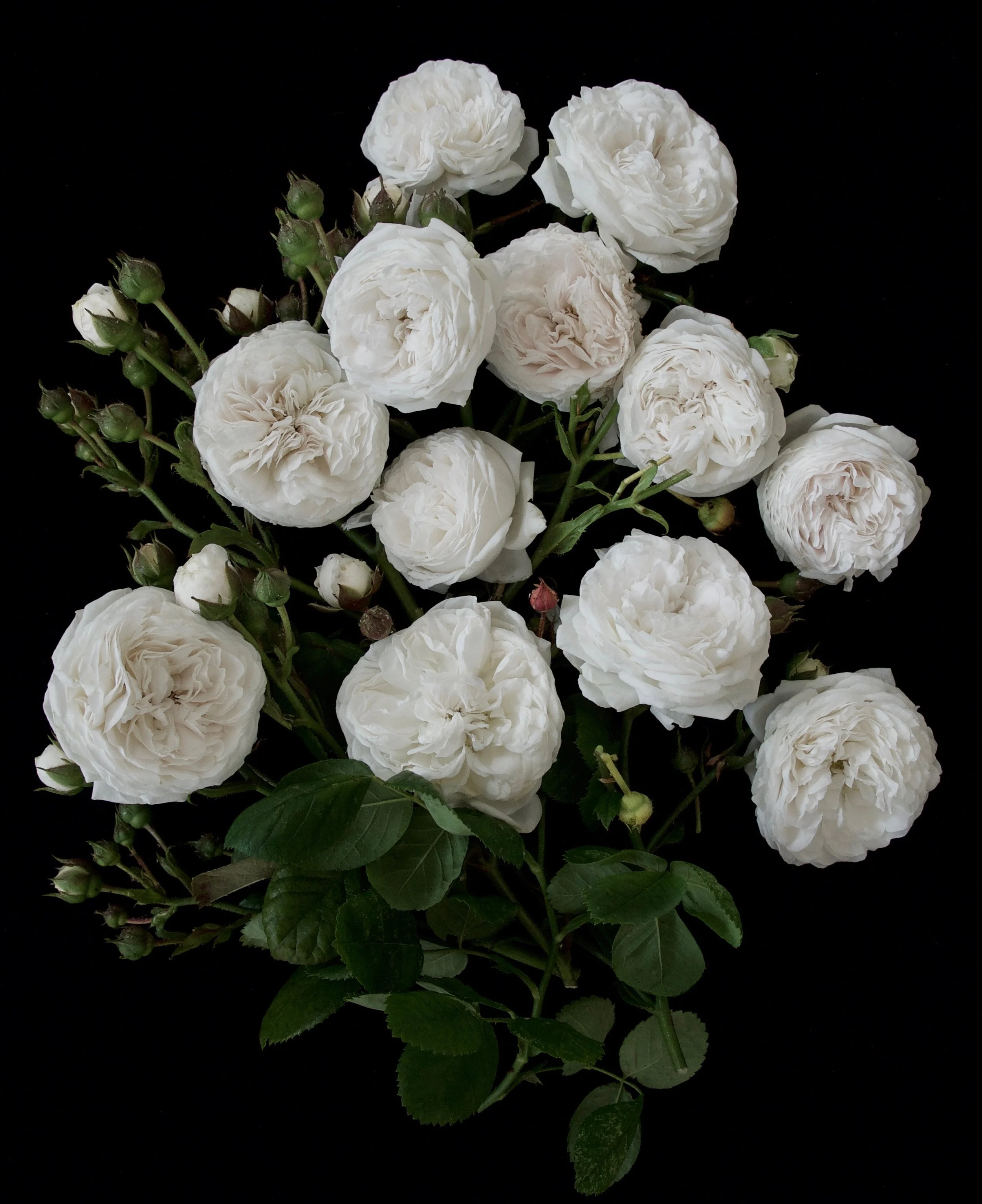 _DSC7927.jpeg