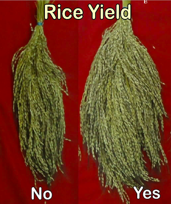 Benefits — Regenterra