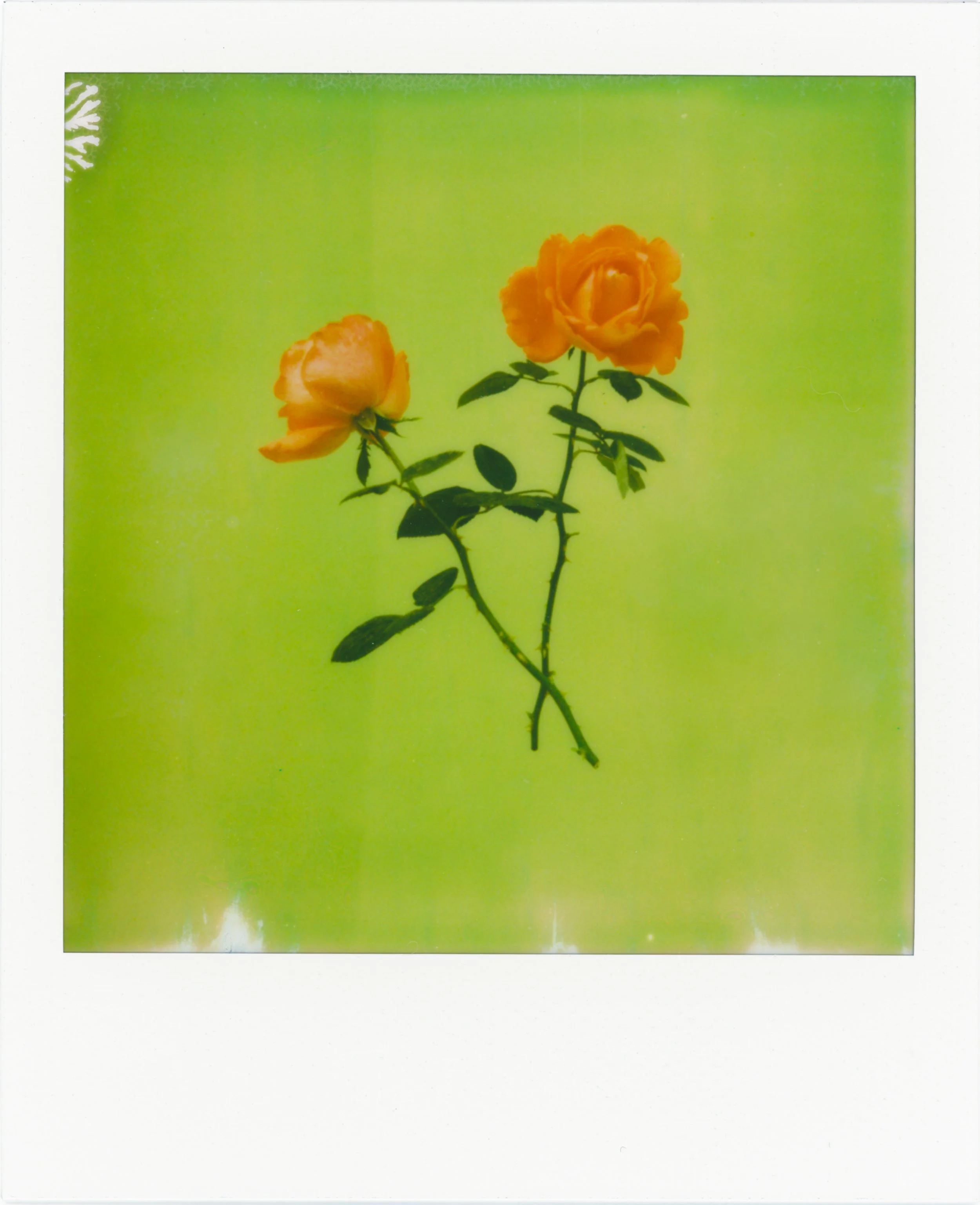 Rose for Website.jpg