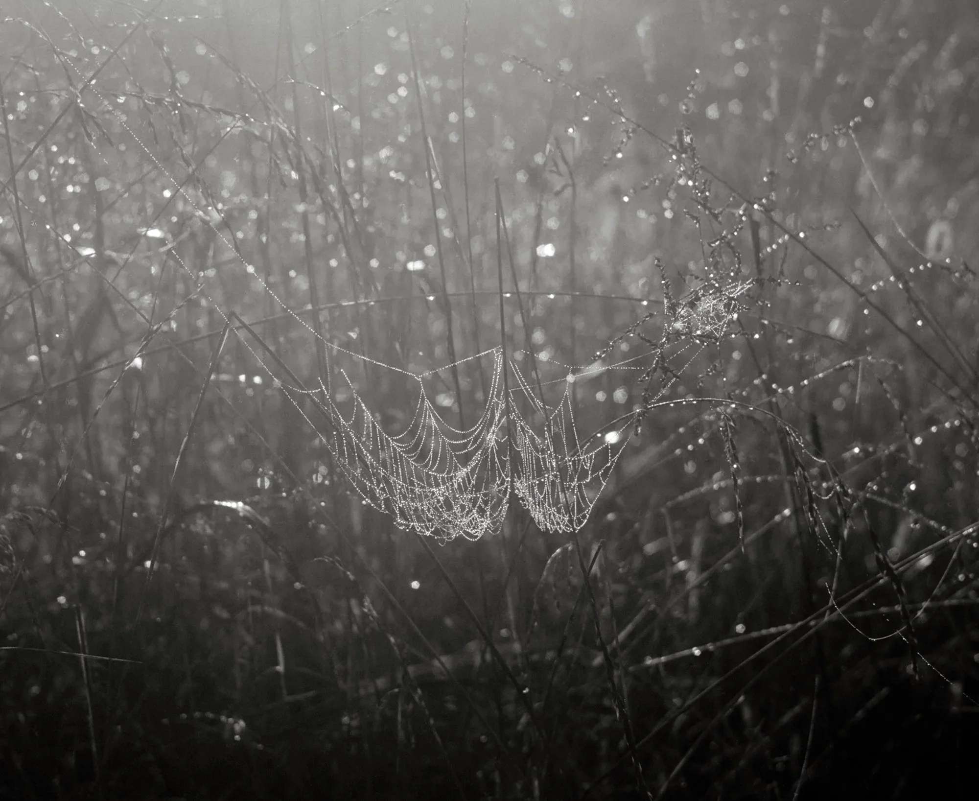 Spiderwebs in Swannanoa 2 copy.jpg