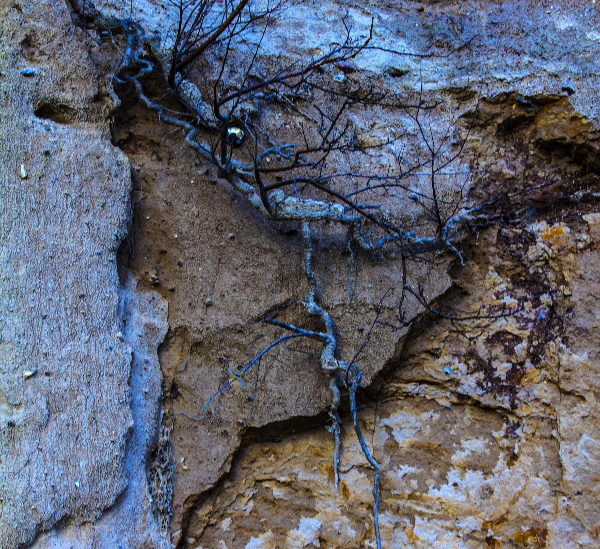 Blue roots, Bisserup, Denmark.