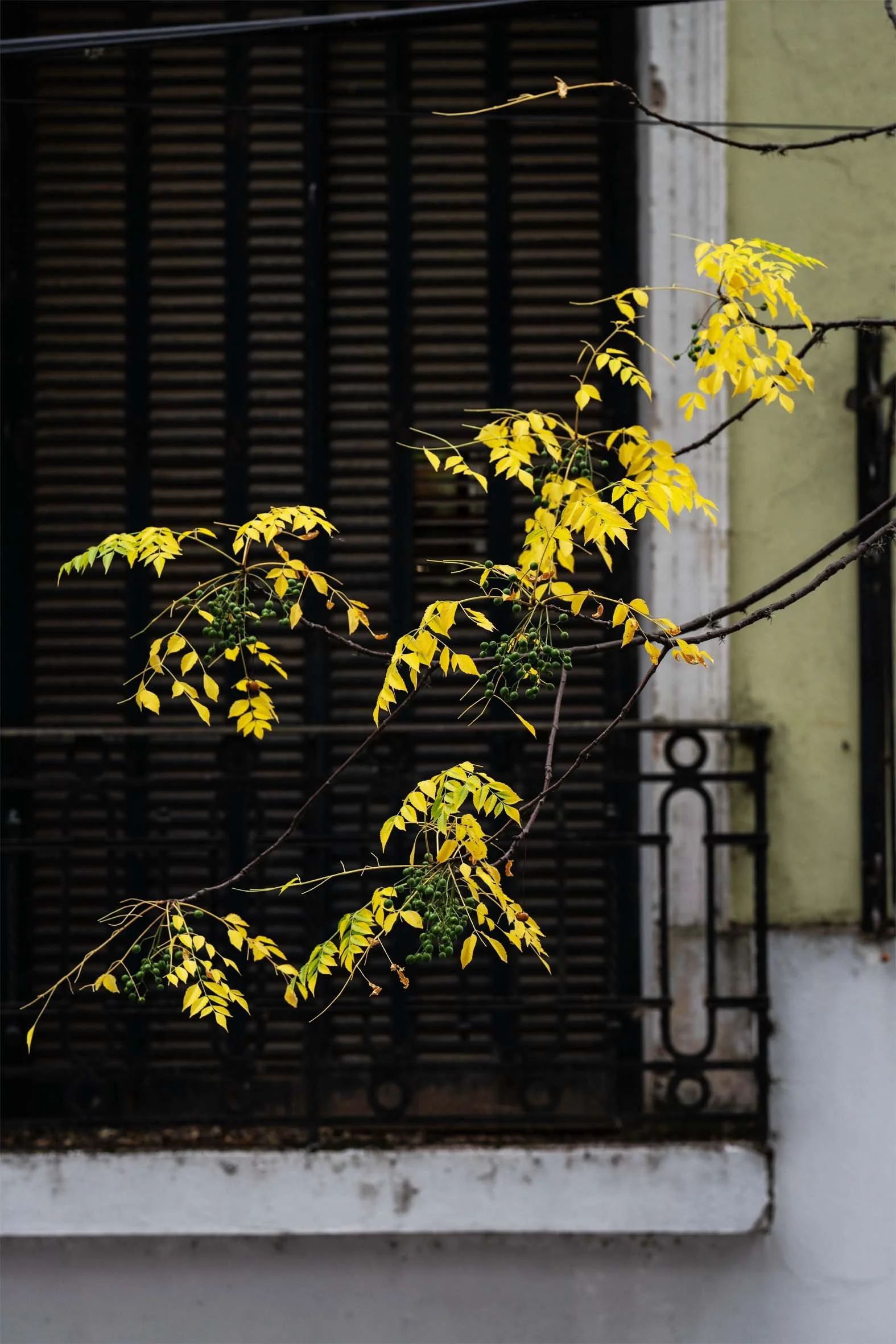 _A759896.jpg
