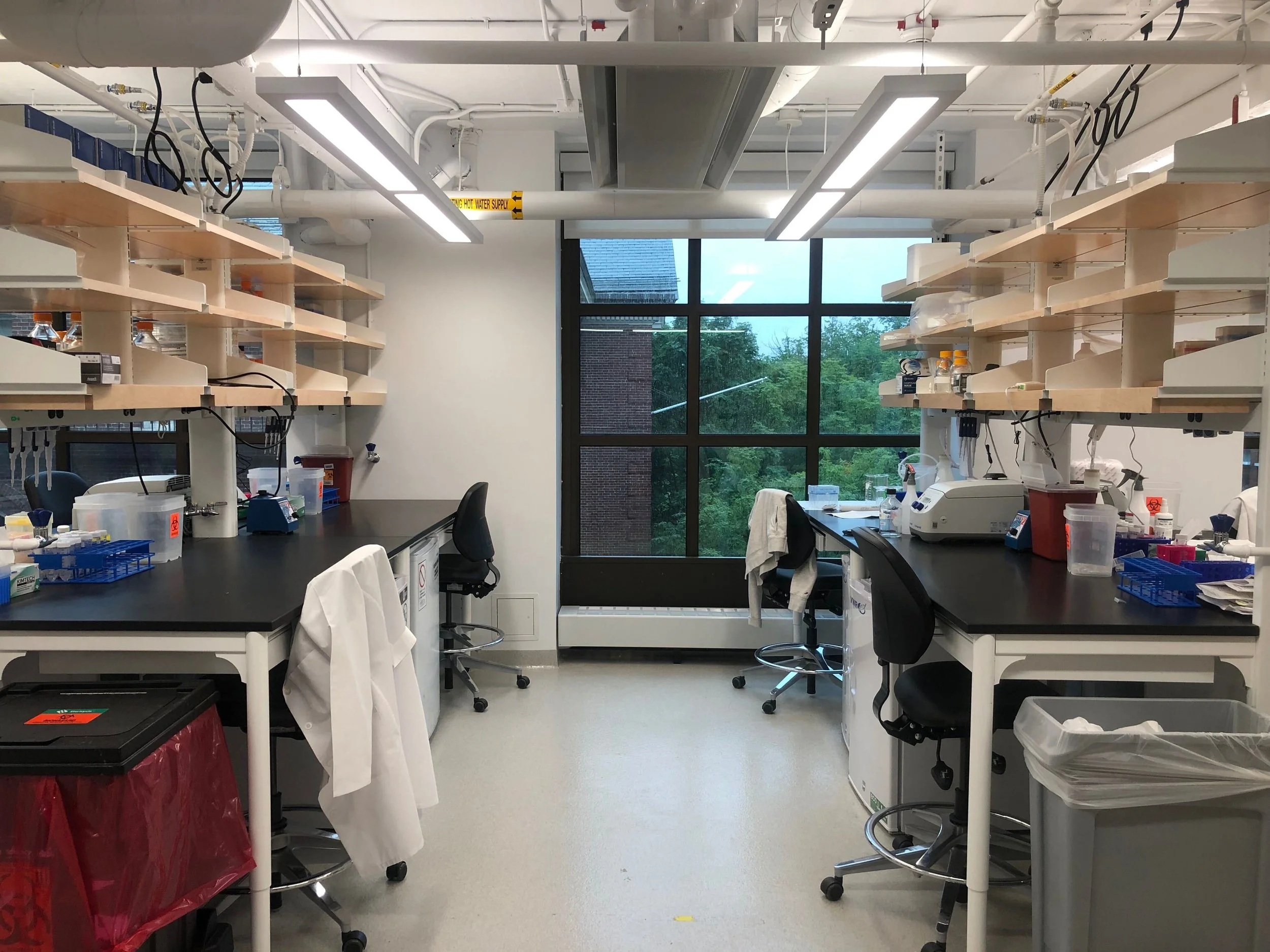 Multiple postdoc opportunities available in the Whipple lab