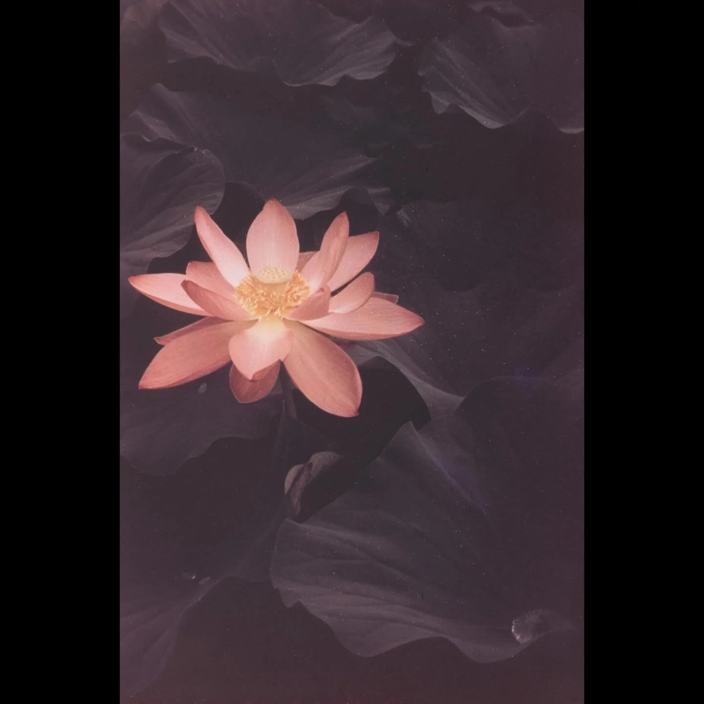 We&rsquo;re pleased to announce that the spotlight on Steichen&rsquo;s work with nature will continue with an upcoming exhibition at the @rencontresarles co-produced by @letzarles and @nationalmusee 

&ldquo;La nature de Steichen,&rdquo; curated by @